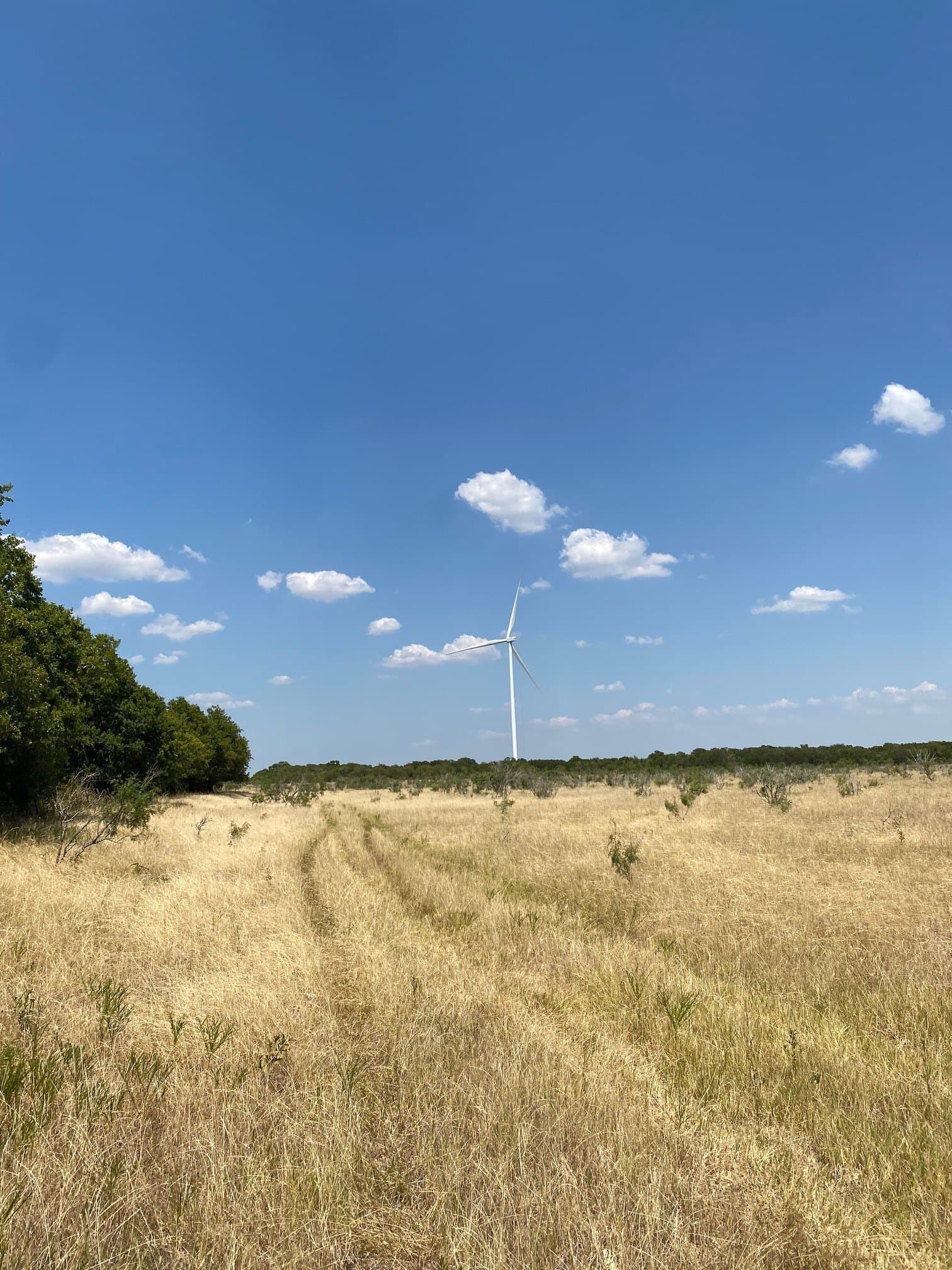 156.75 acres in Limestone County - photo 29