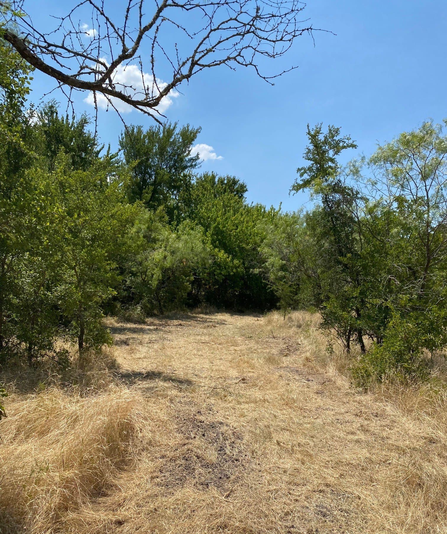 156.75 acres in Limestone County - photo 5