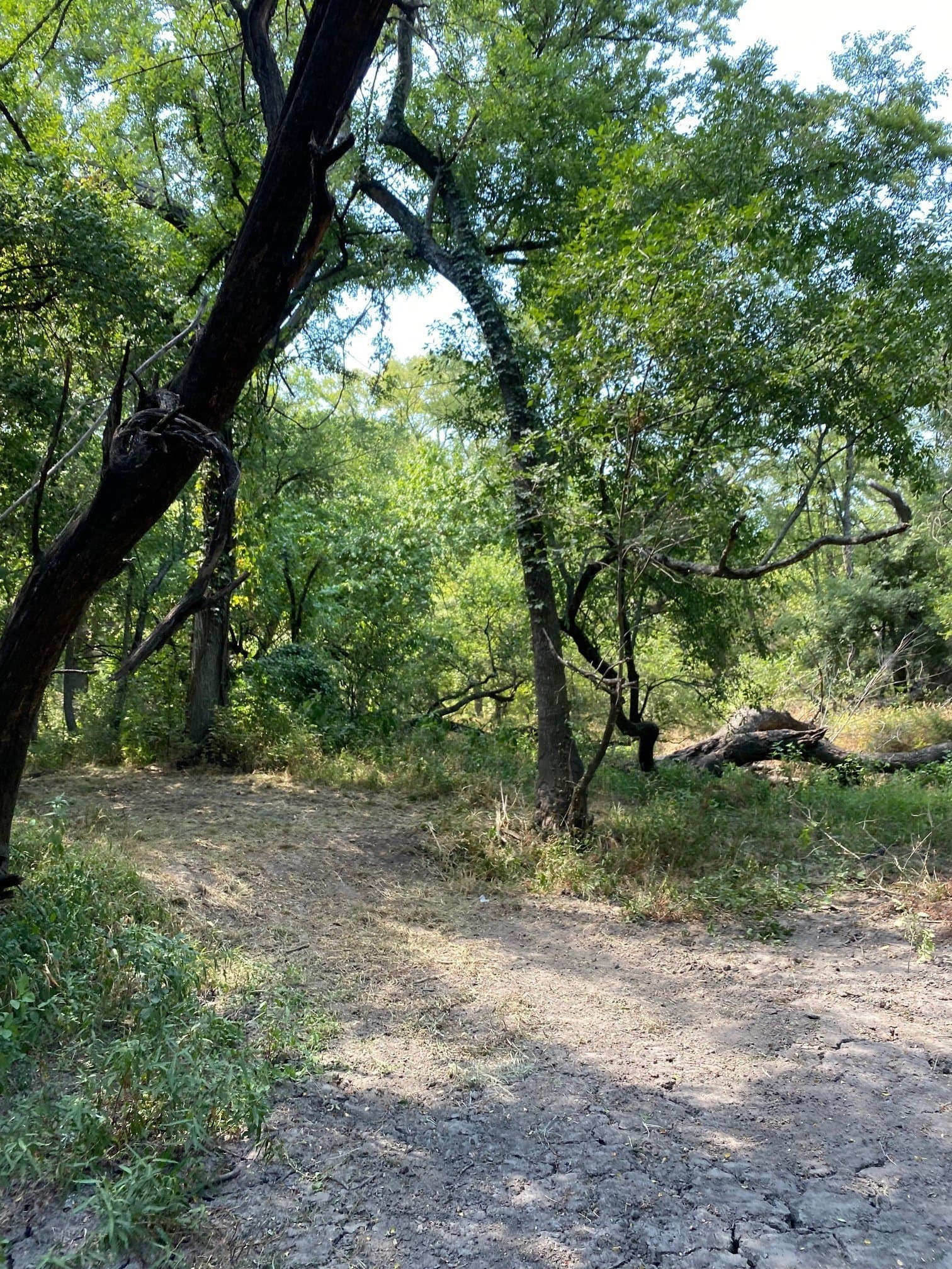 156.75 acres in Limestone County - photo 17
