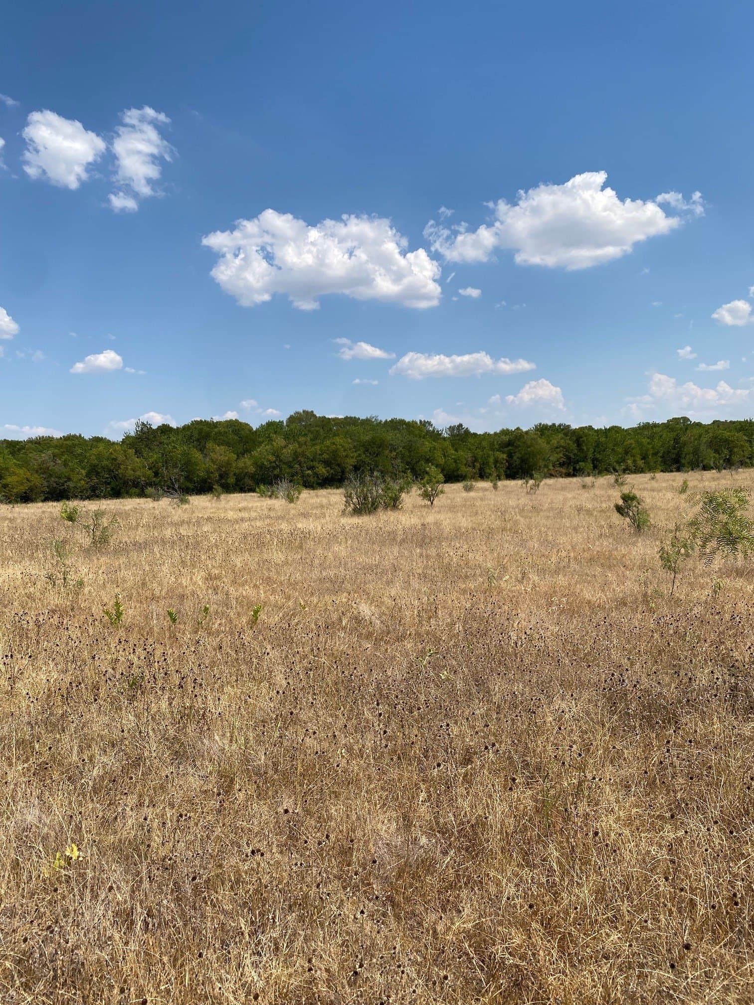 156.75 acres in Limestone County - photo 14