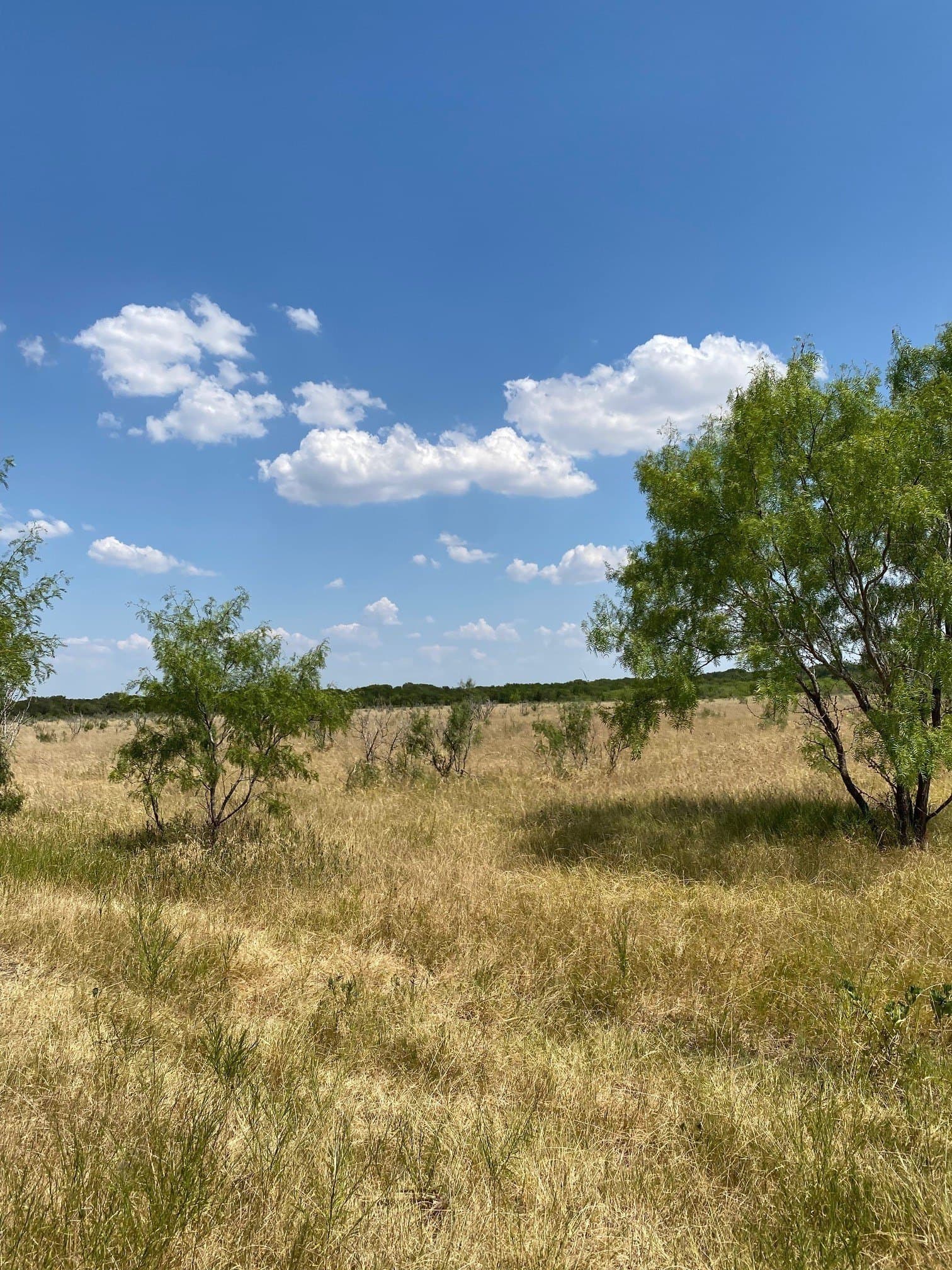 156.75 acres in Limestone County - photo 24