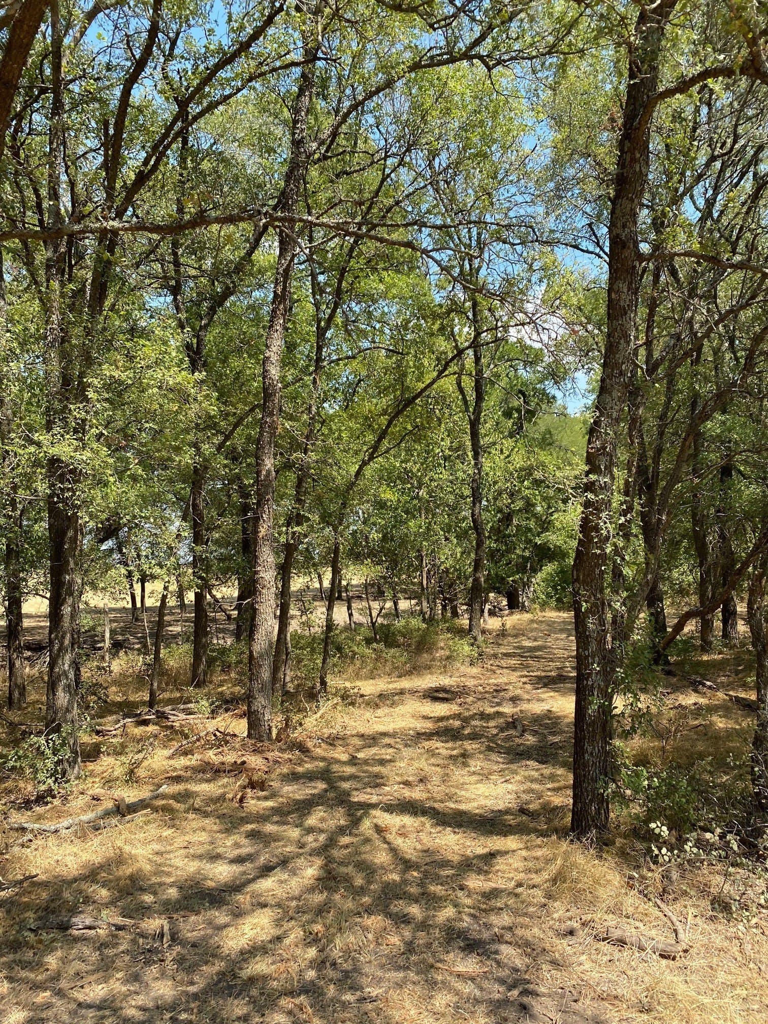 156.75 acres in Limestone County - photo 11