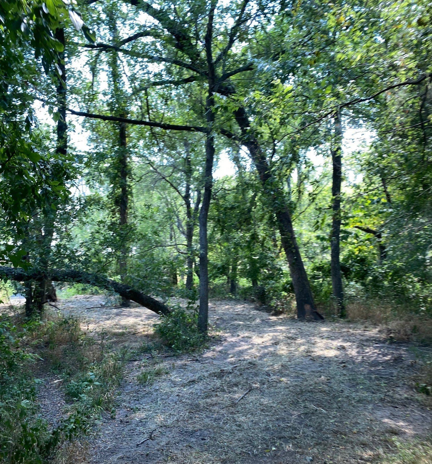 156.75 acres in Limestone County - photo 16