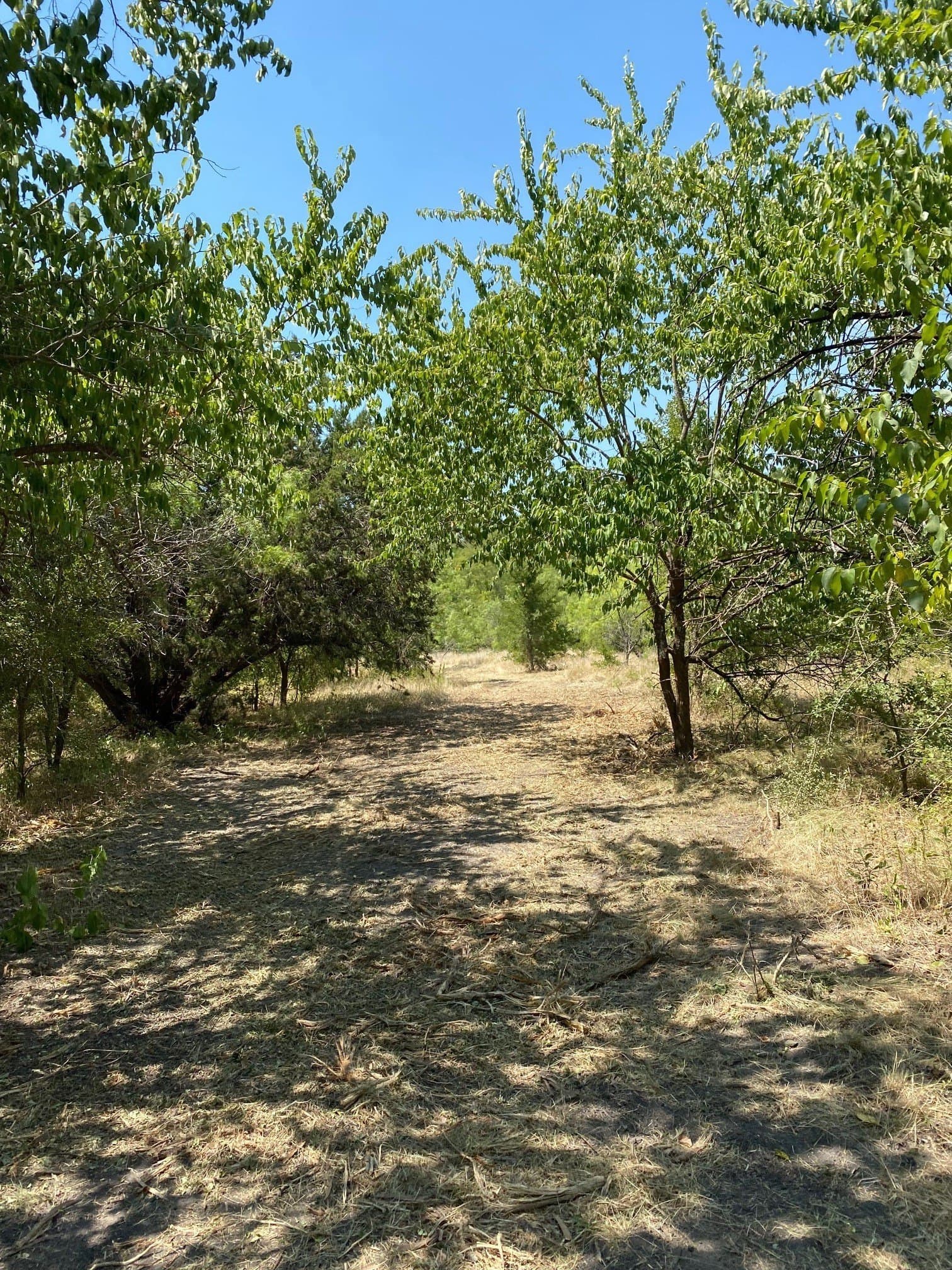 156.75 acres in Limestone County - photo 7