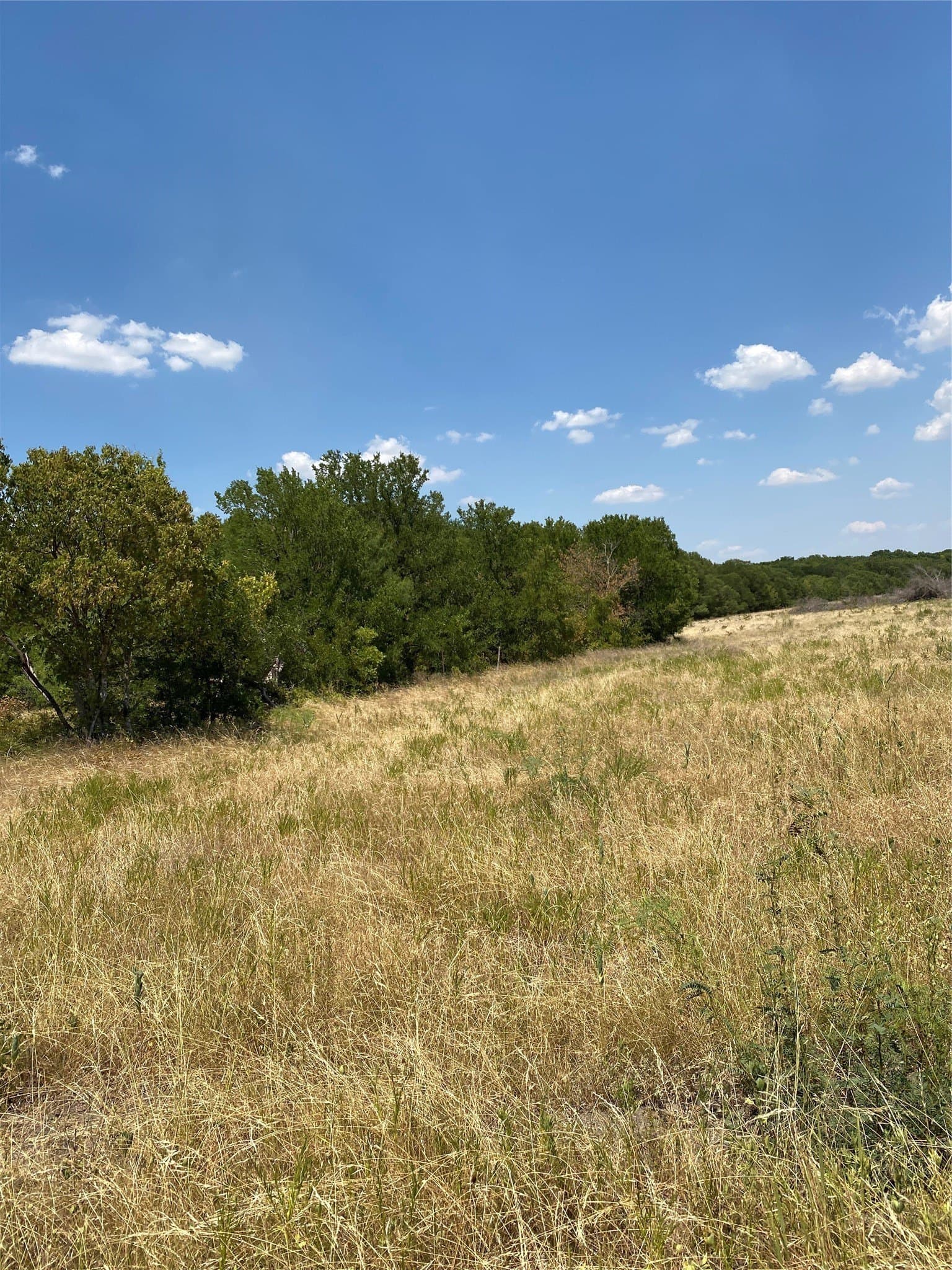 156.75 acres in Limestone County - photo 31