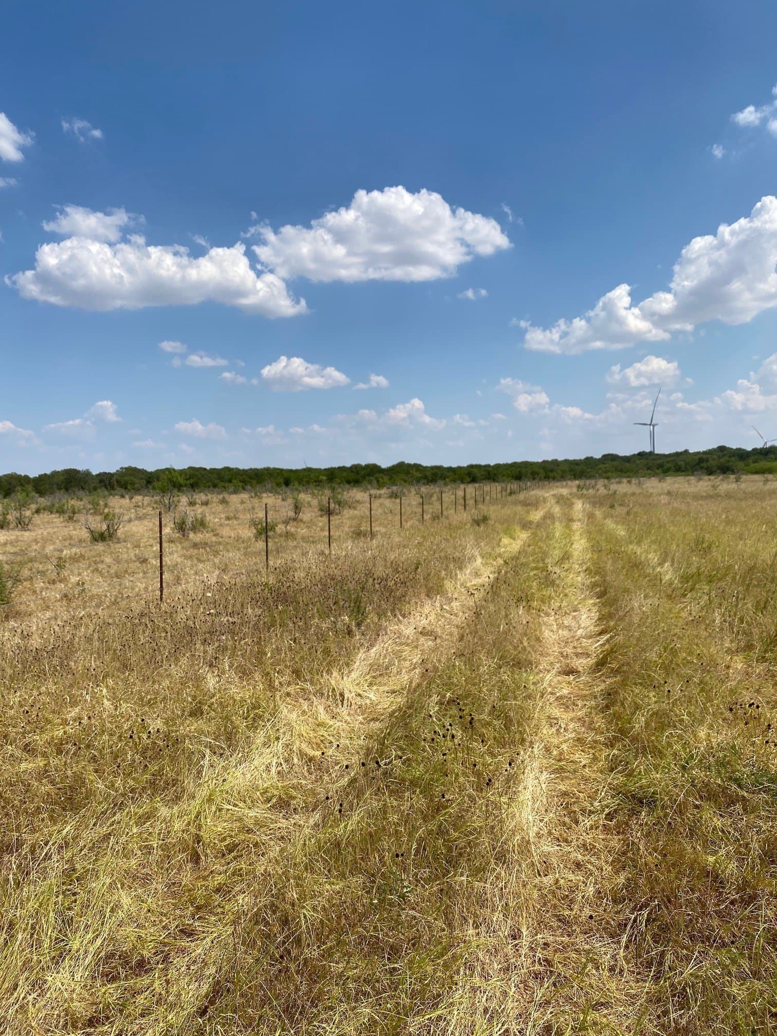156.75 acres in Limestone County - photo 25