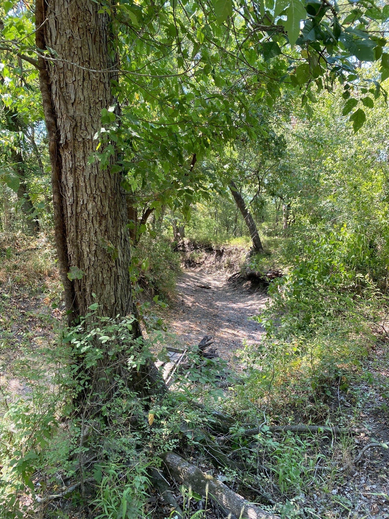 156.75 acres in Limestone County - photo 22