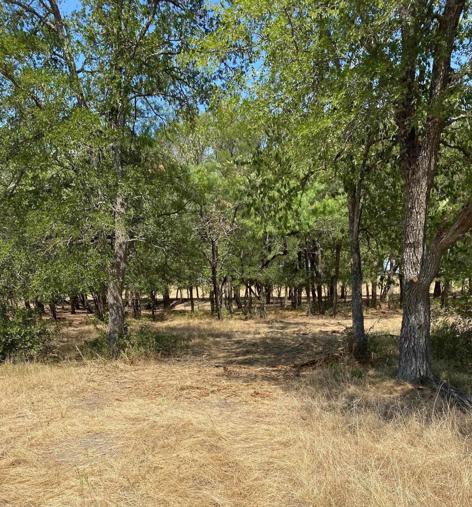 156.75 acres in Limestone County - photo 12