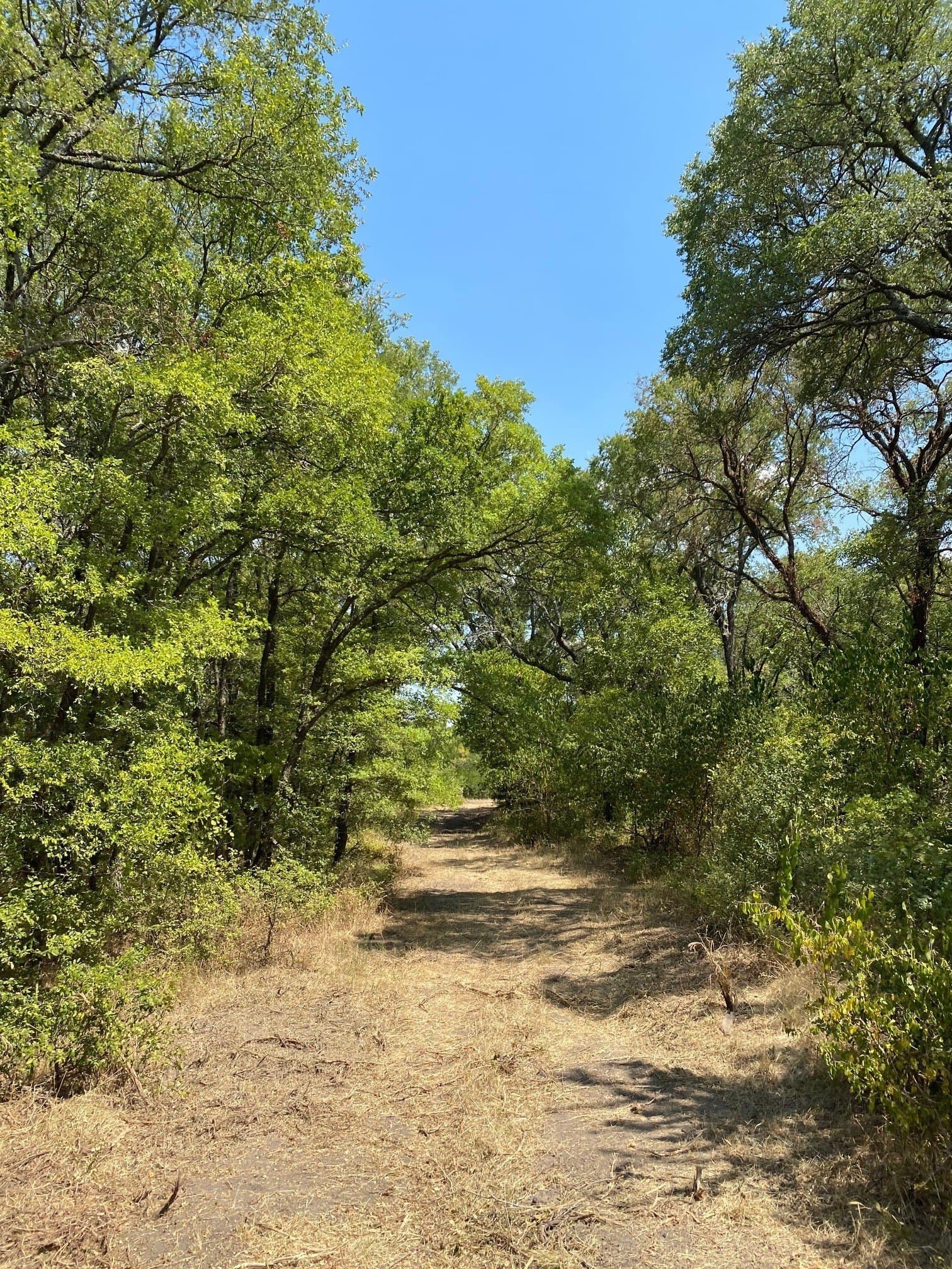 156.75 acres in Limestone County - photo 4
