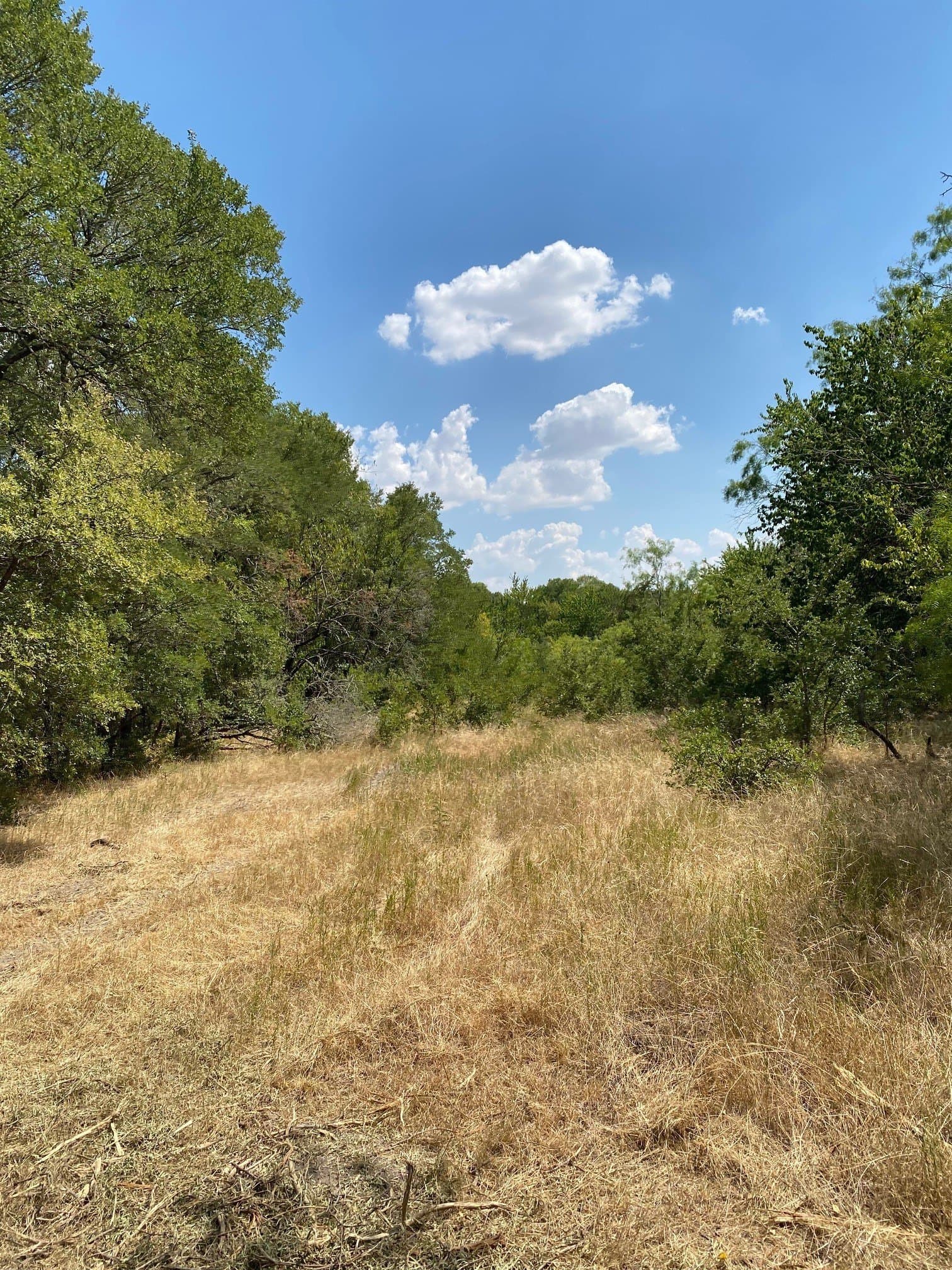 156.75 acres in Limestone County - photo 13