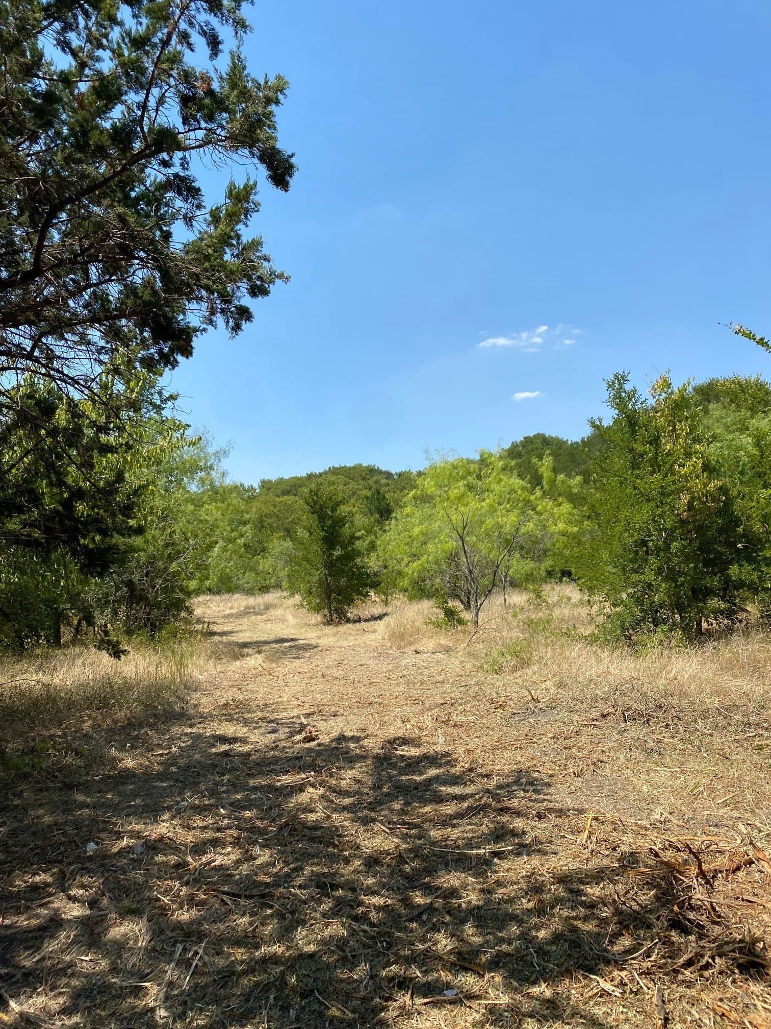 156.75 acres in Limestone County - photo 8