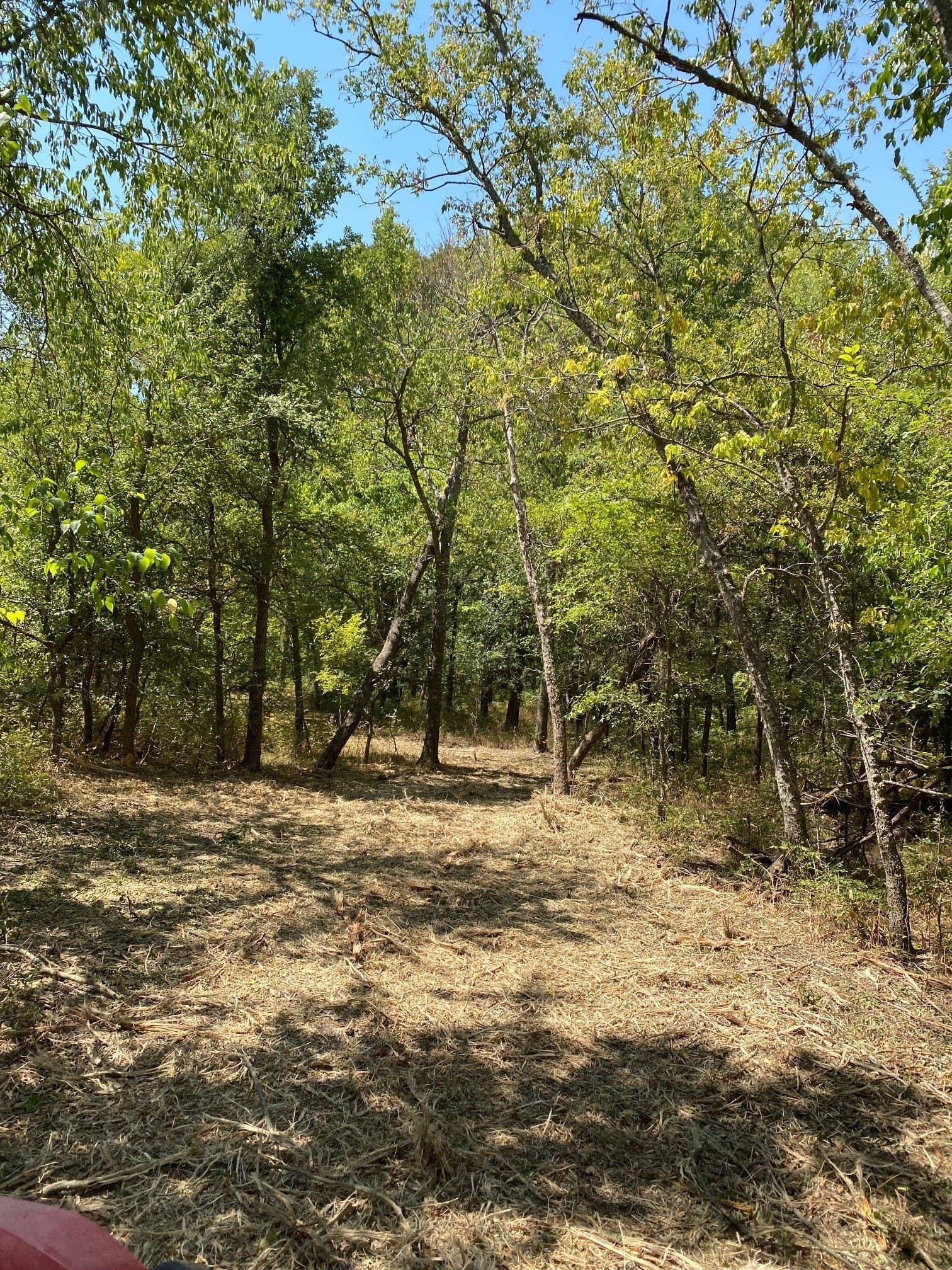 156.75 acres in Limestone County - photo 6