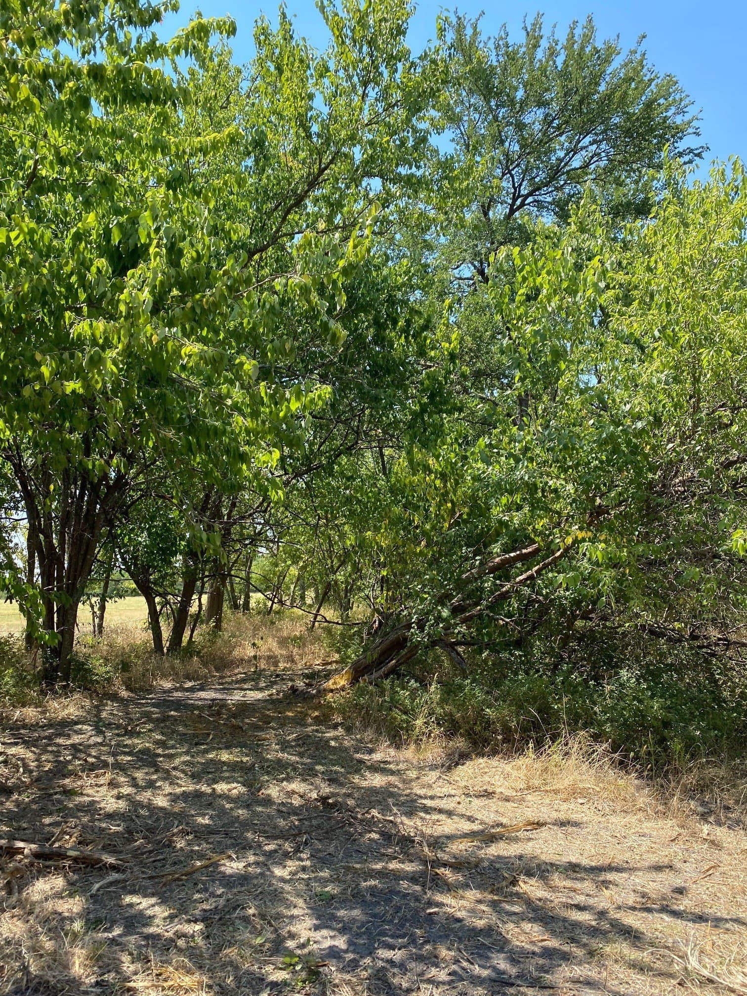 156.75 acres in Limestone County - photo 20