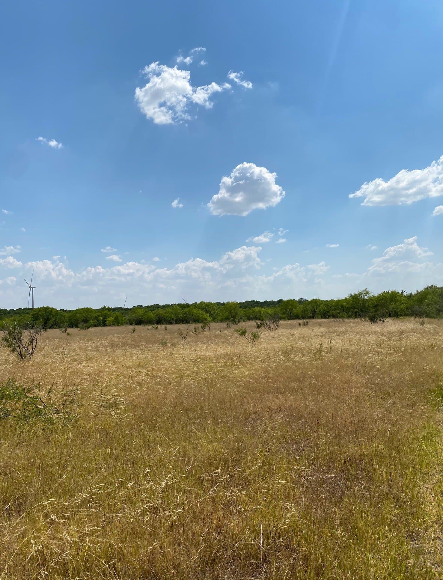156.75 acres in Limestone County - photo 28