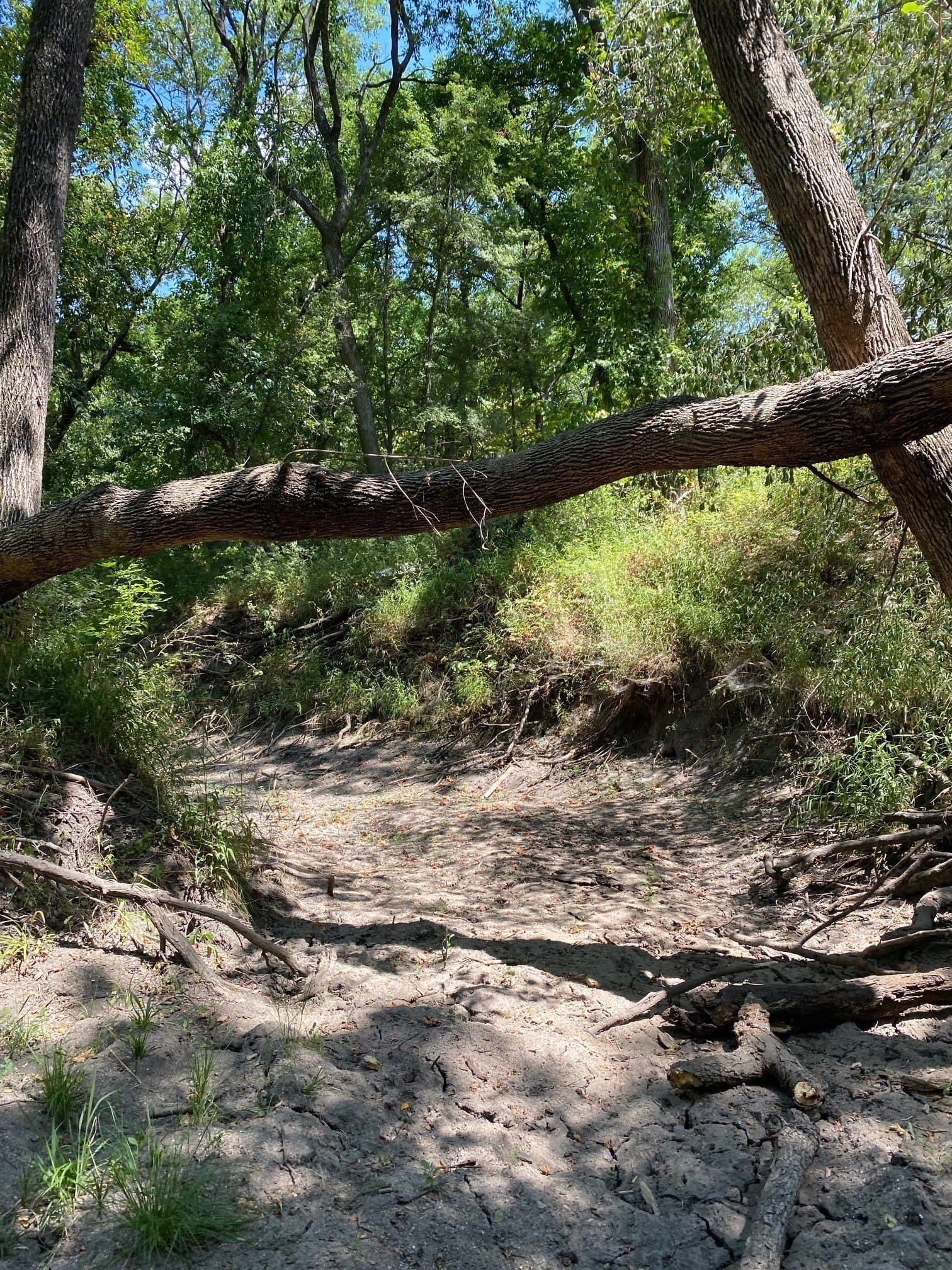 156.75 acres in Limestone County - photo 23