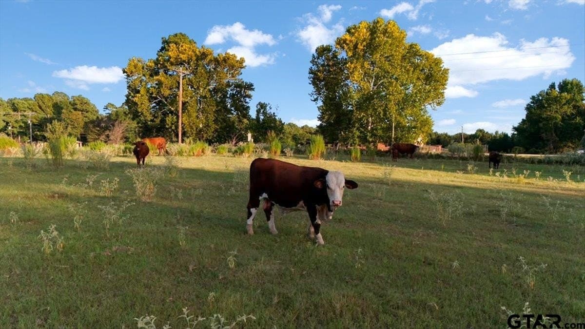 36.21 acres in Henderson County - photo 4