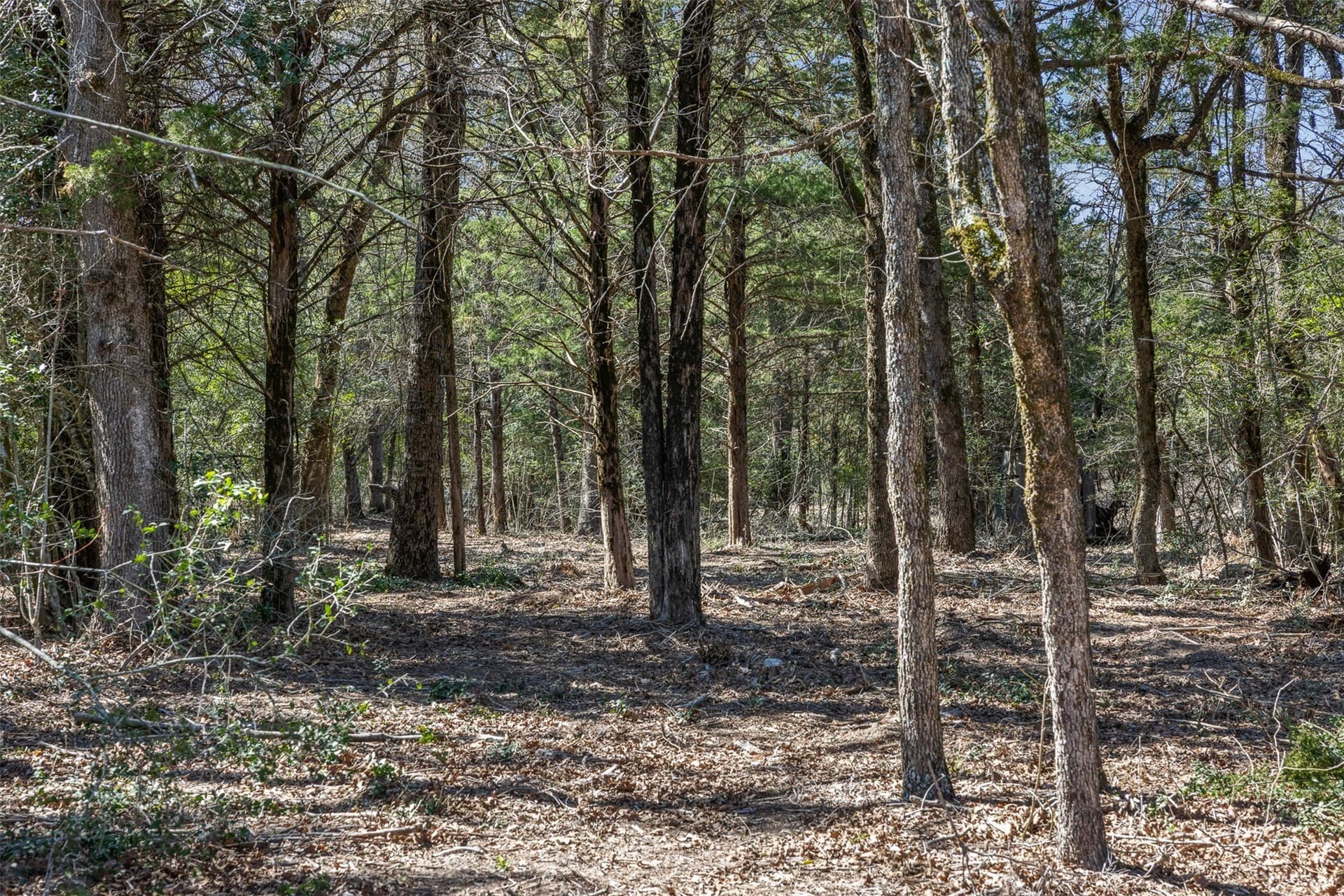 4.81 acres in Burleson County - photo 2