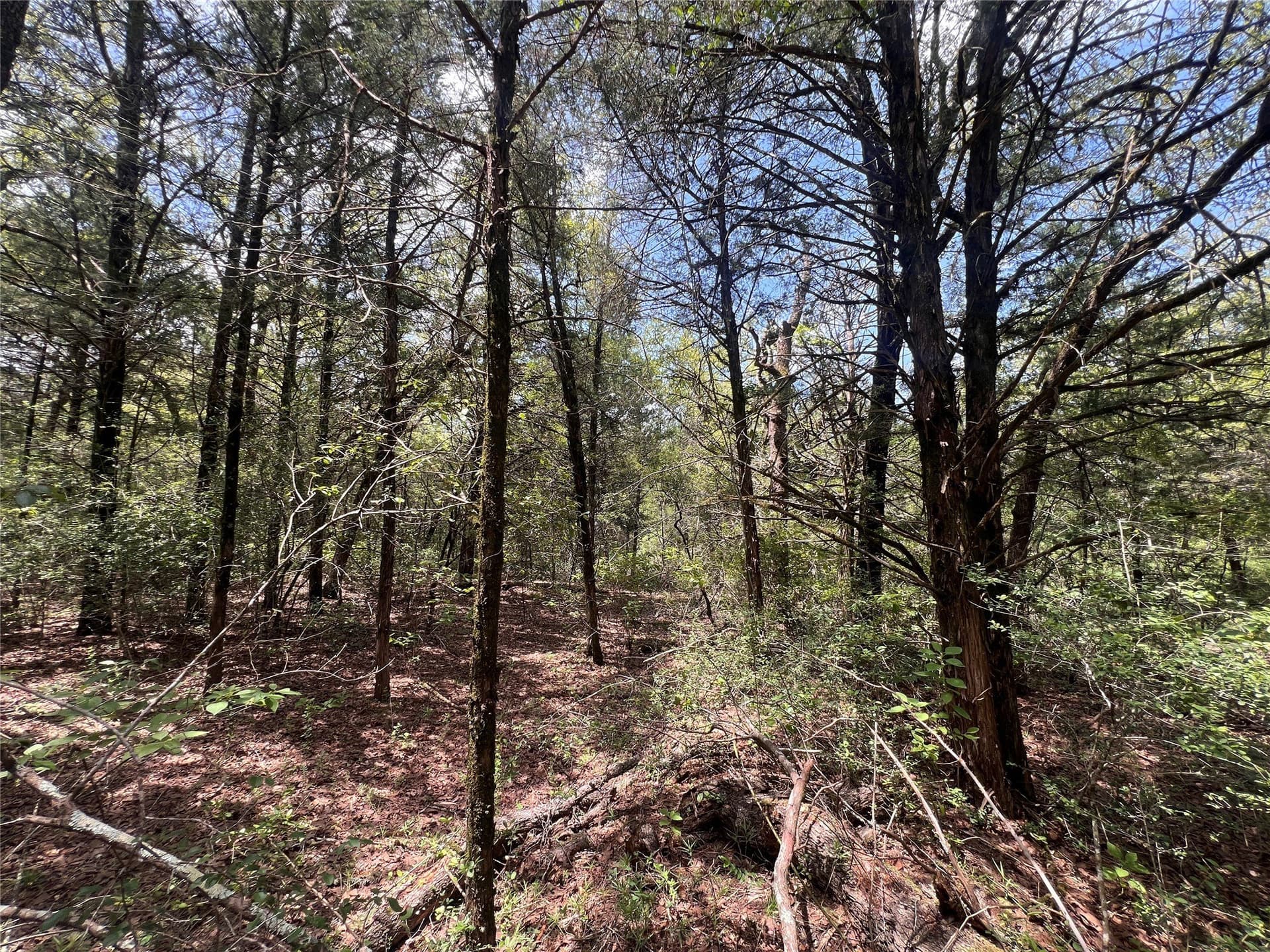 4.81 acres in Burleson County - photo 11