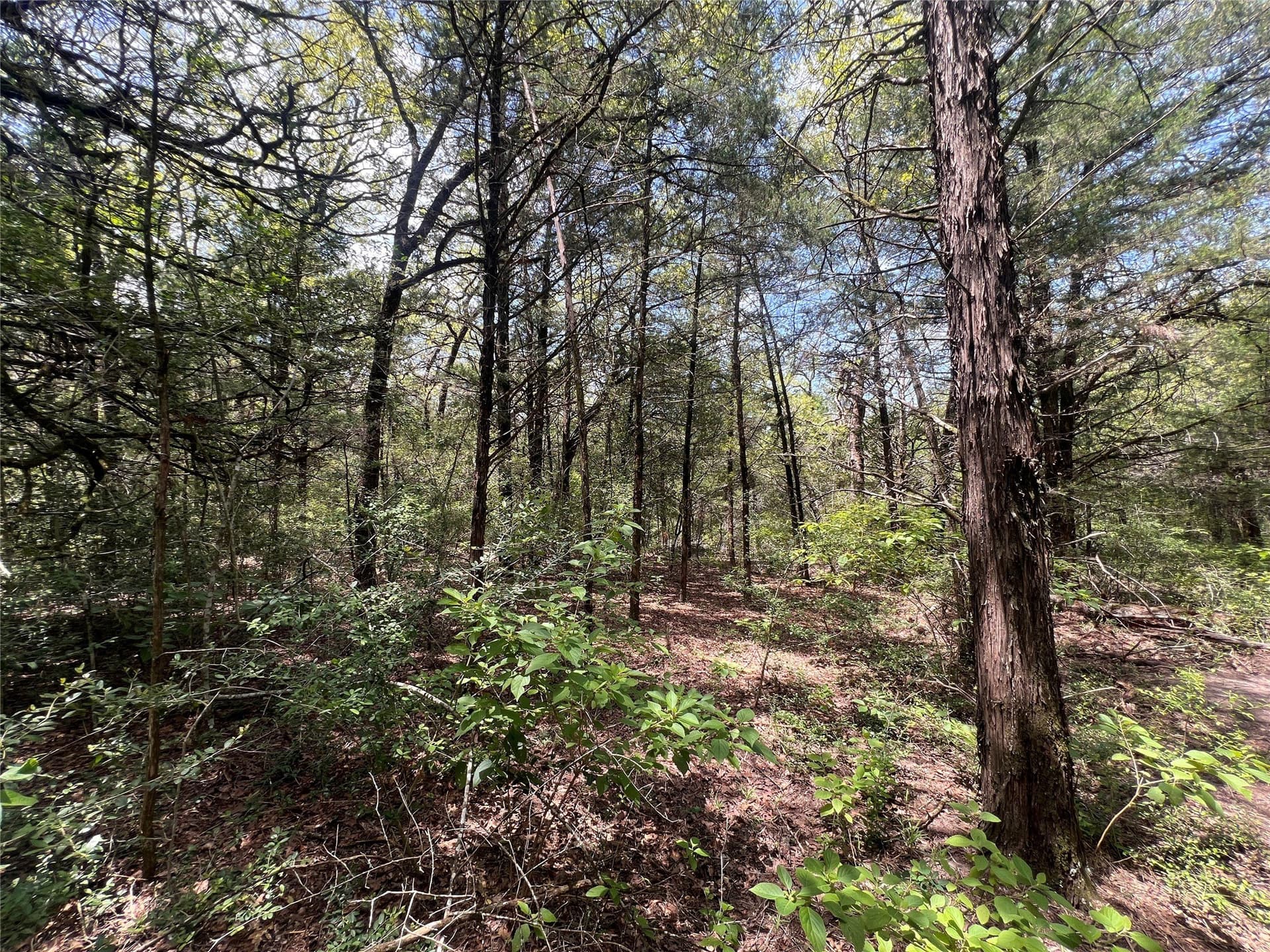 4.81 acres in Burleson County - photo 10