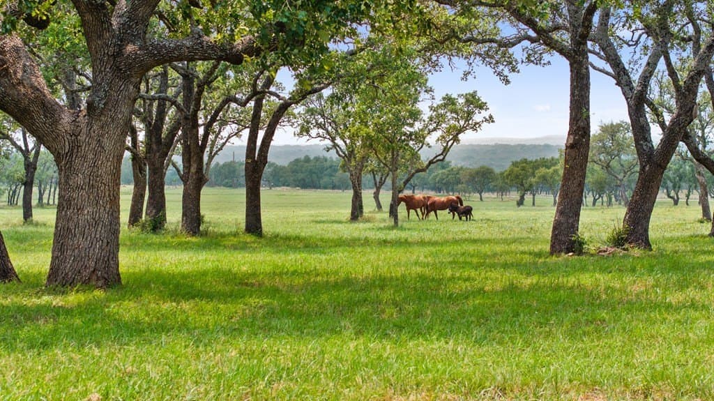 134.48 acres in Blanco County gallery image 3