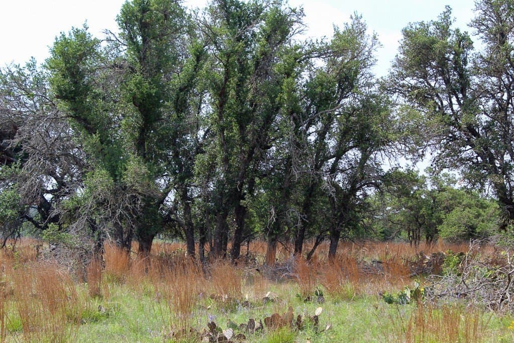 5.03 acres in Kerr County gallery image 2