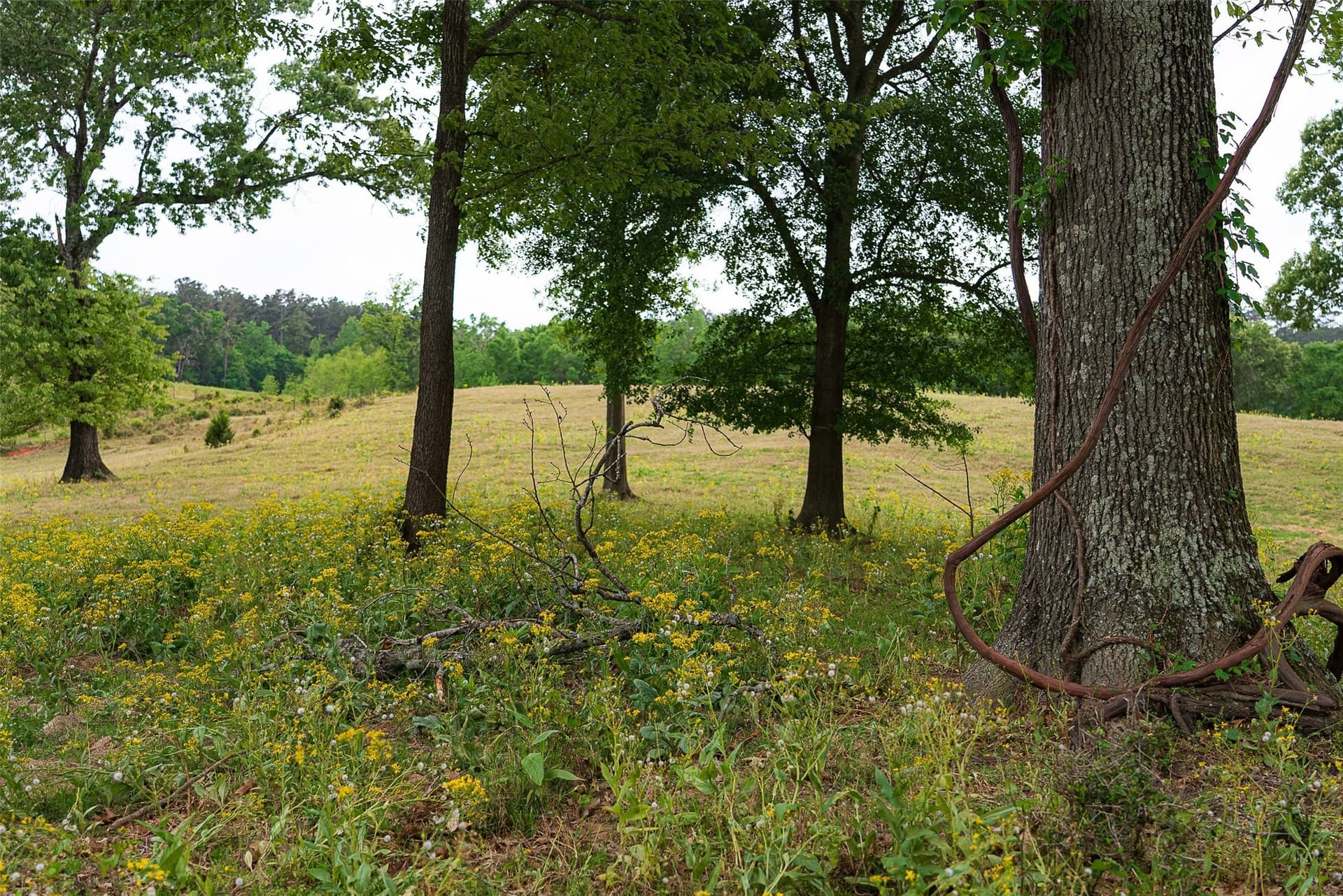 30.95 acres in Cherokee County - photo 15