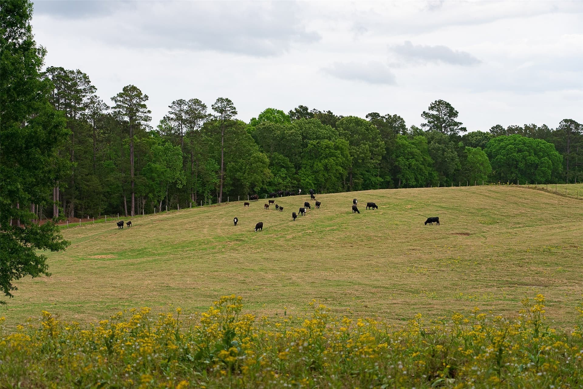 30.95 acres in Cherokee County - photo 10