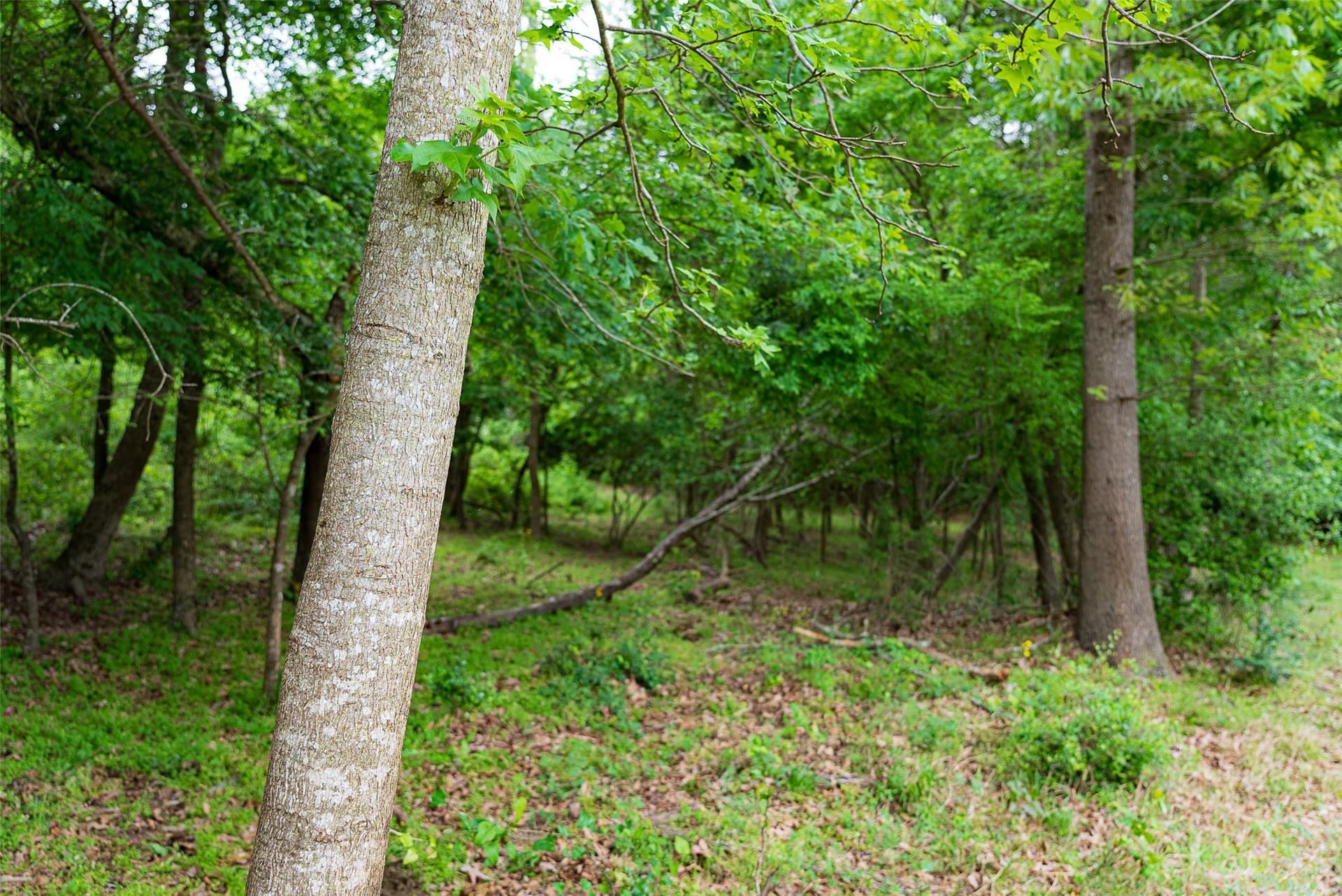 30.95 acres in Cherokee County - photo 12