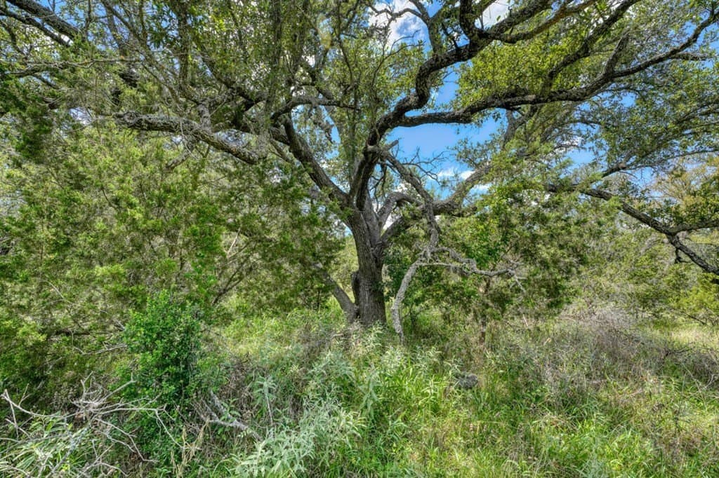 25.17 acres in Blanco County - photo 29