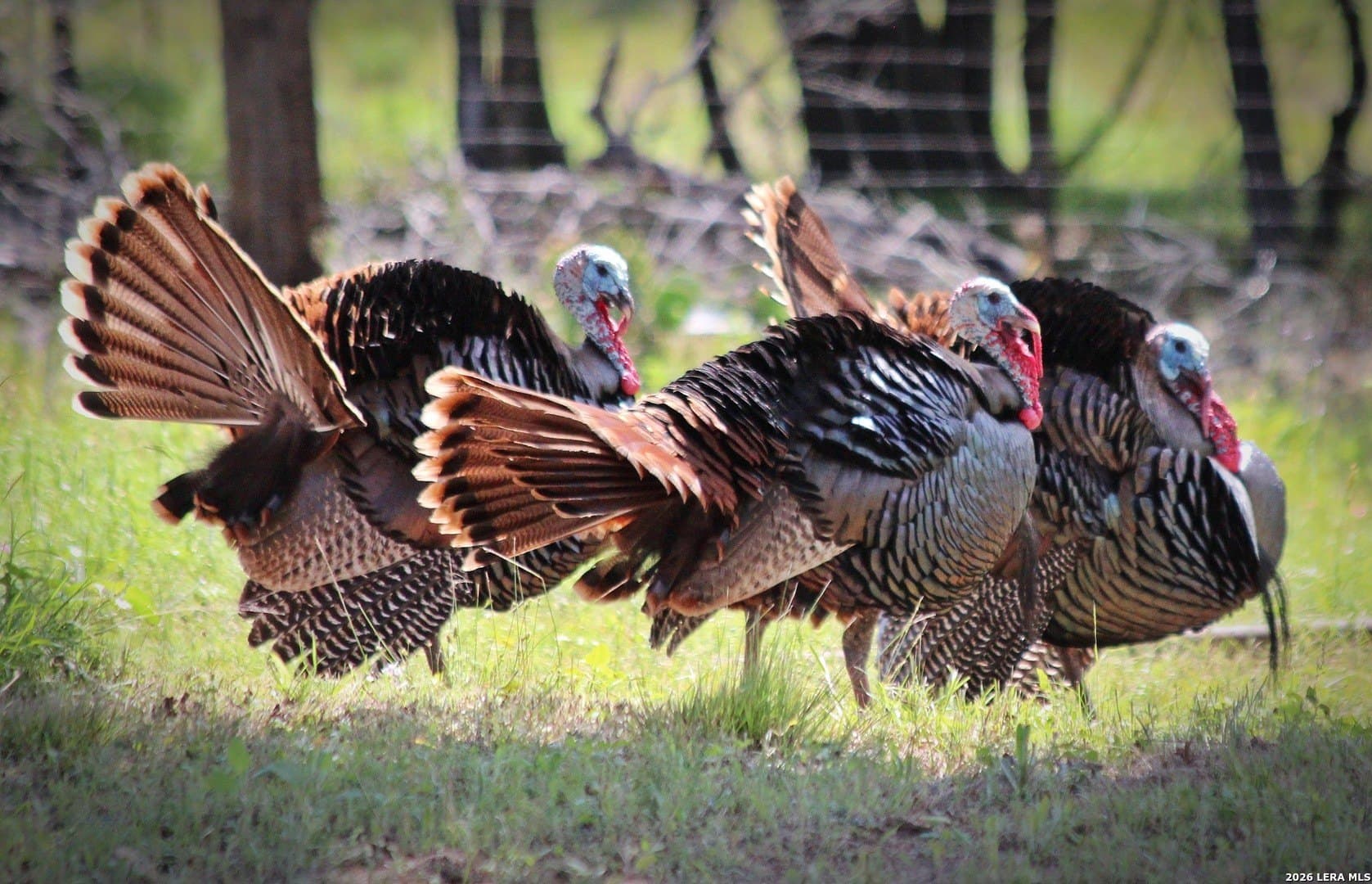 52.97 acres in Guadalupe County featured view