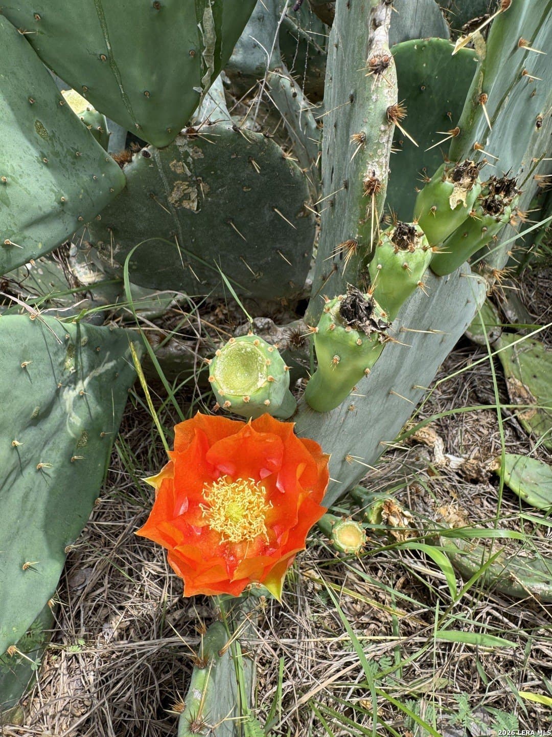 52.97 acres in Guadalupe County - photo 9