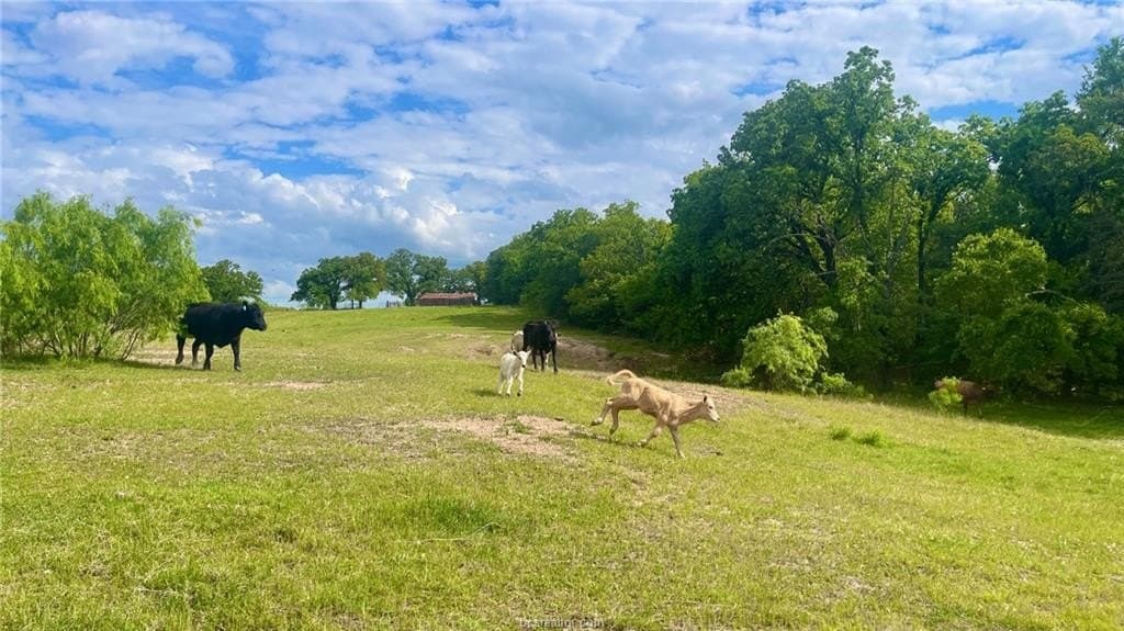 60 acres in Falls County - photo 7