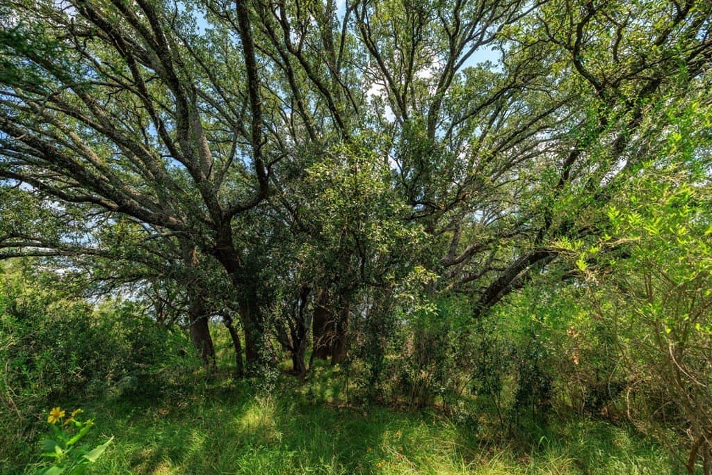 56 acres in Gillespie County - photo 9