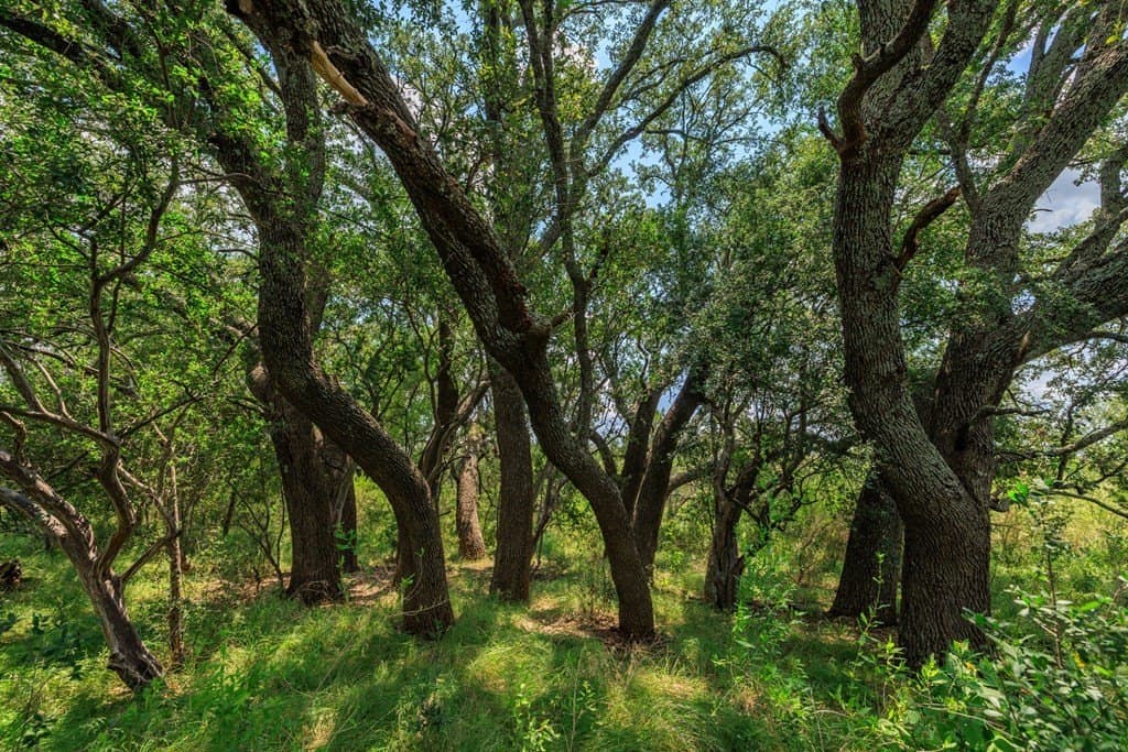56 acres in Gillespie County - photo 10