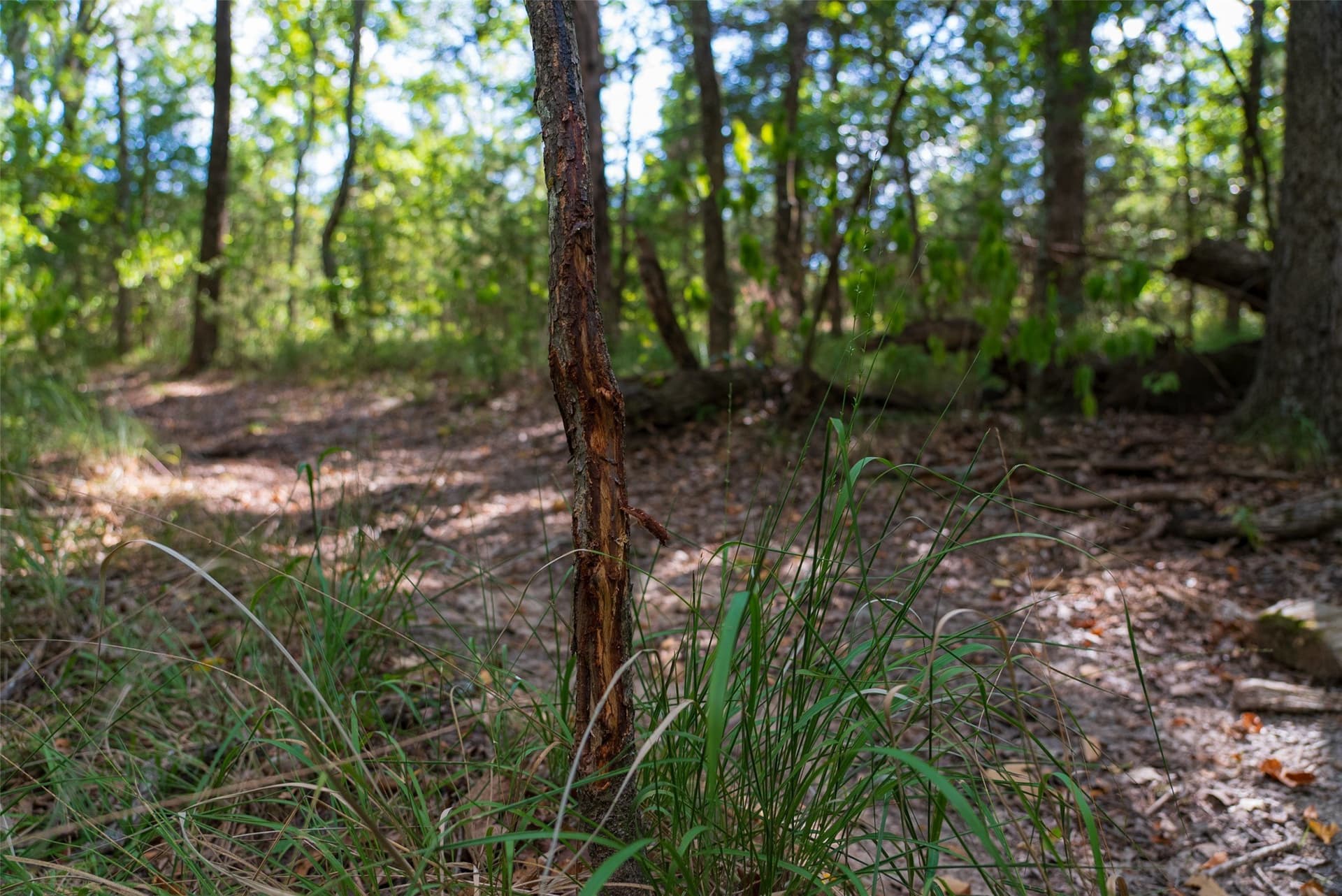 112.16 acres in Van Zandt County - photo 13