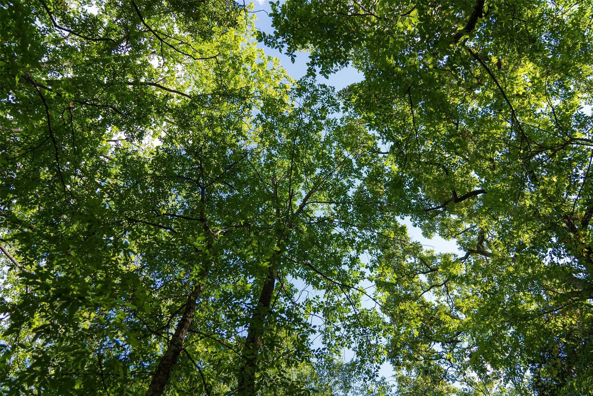 112.16 acres in Van Zandt County - photo 29