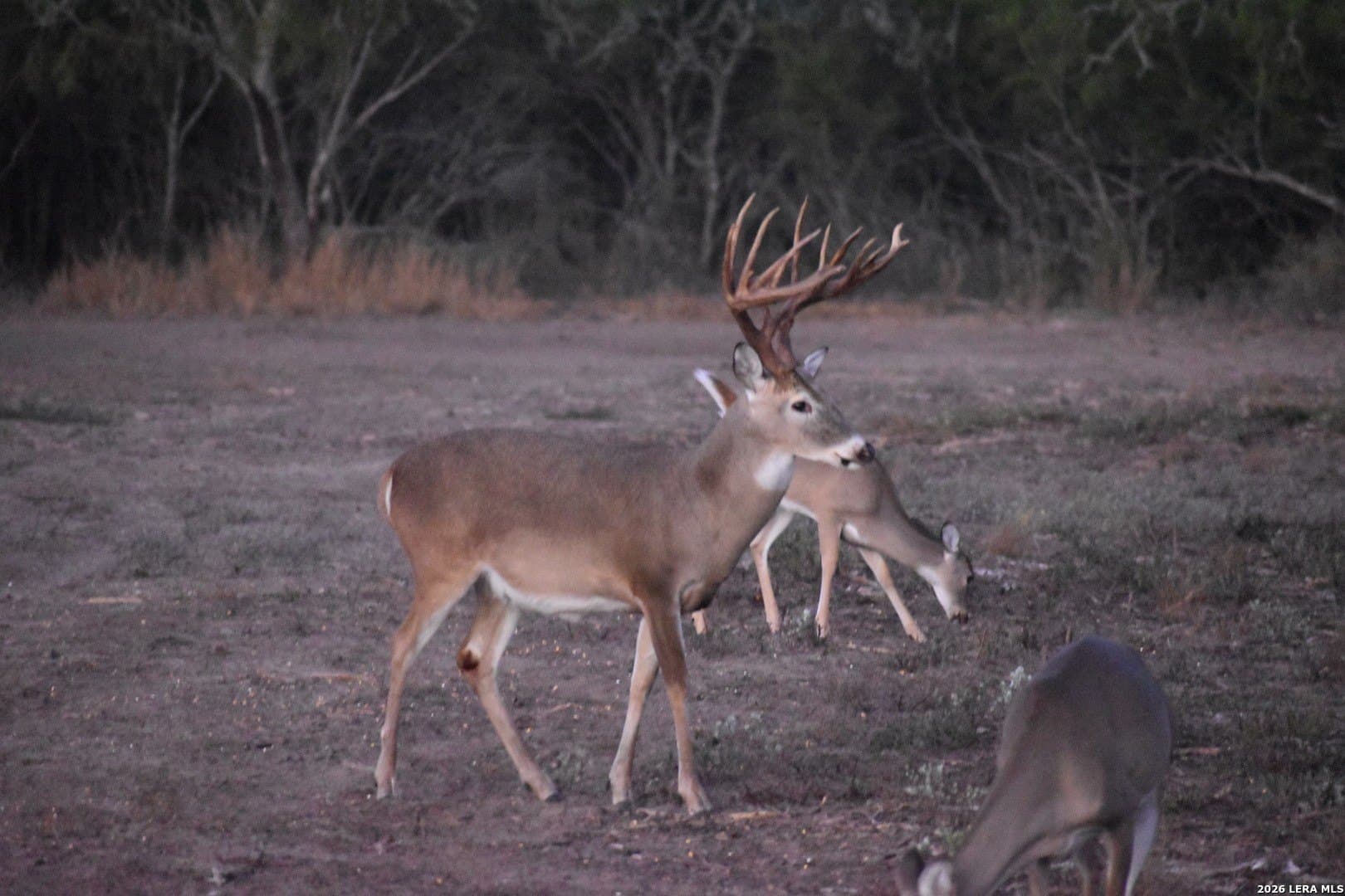 260 acres in Live Oak County - photo 40
