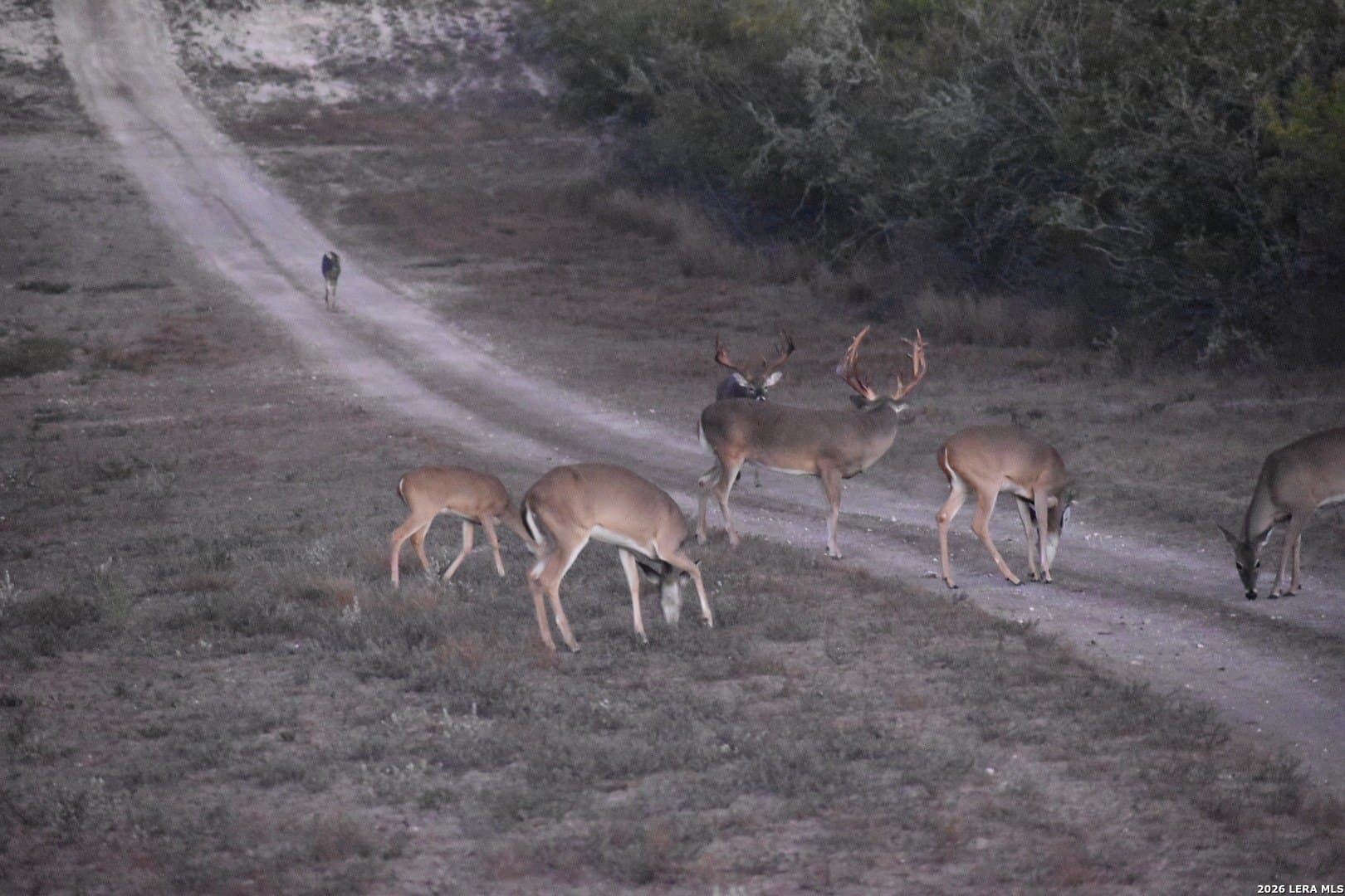 260 acres in Live Oak County - photo 41