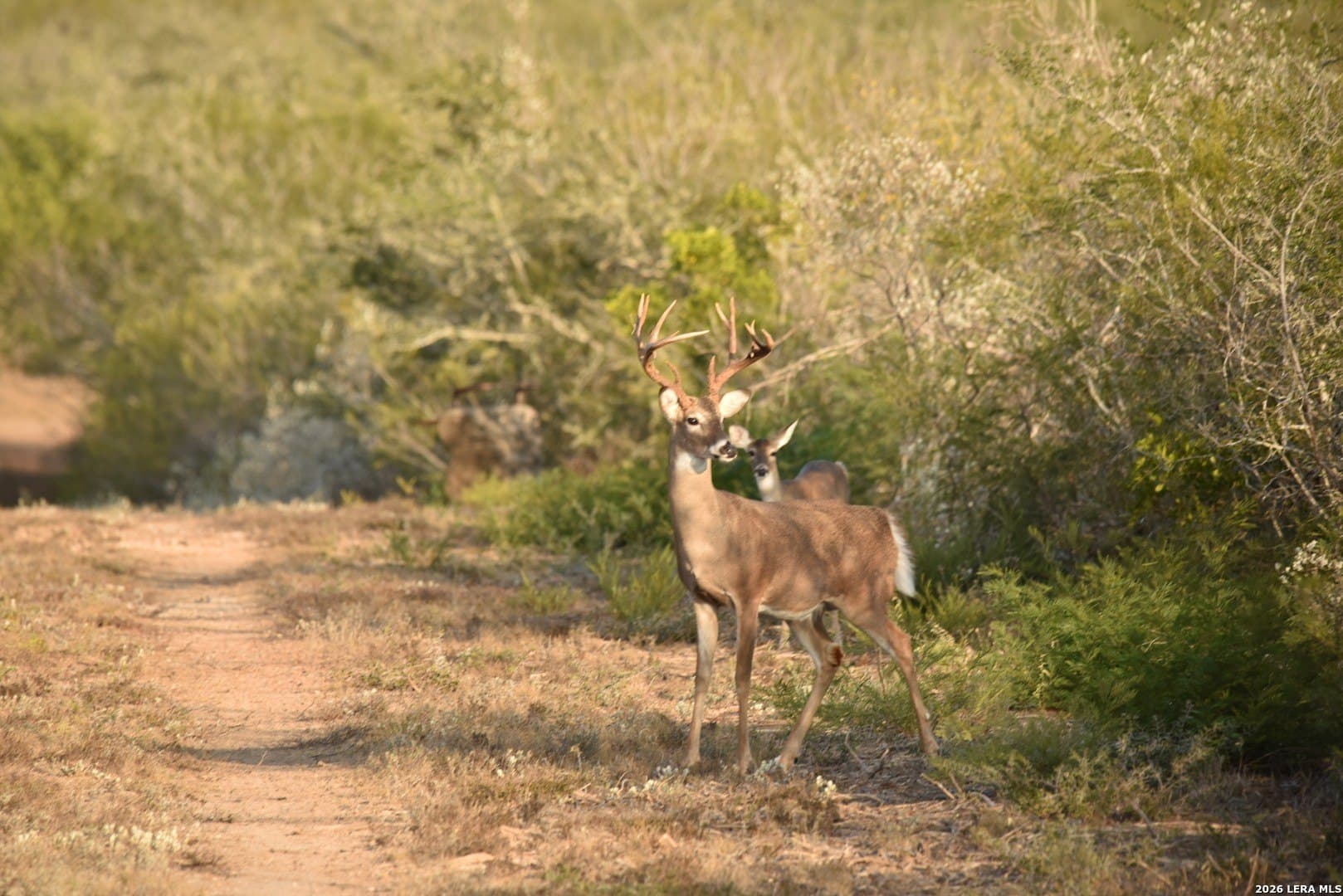 260 acres in Live Oak County - photo 45