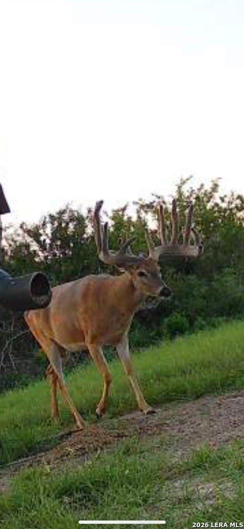 260 acres in Live Oak County - photo 46
