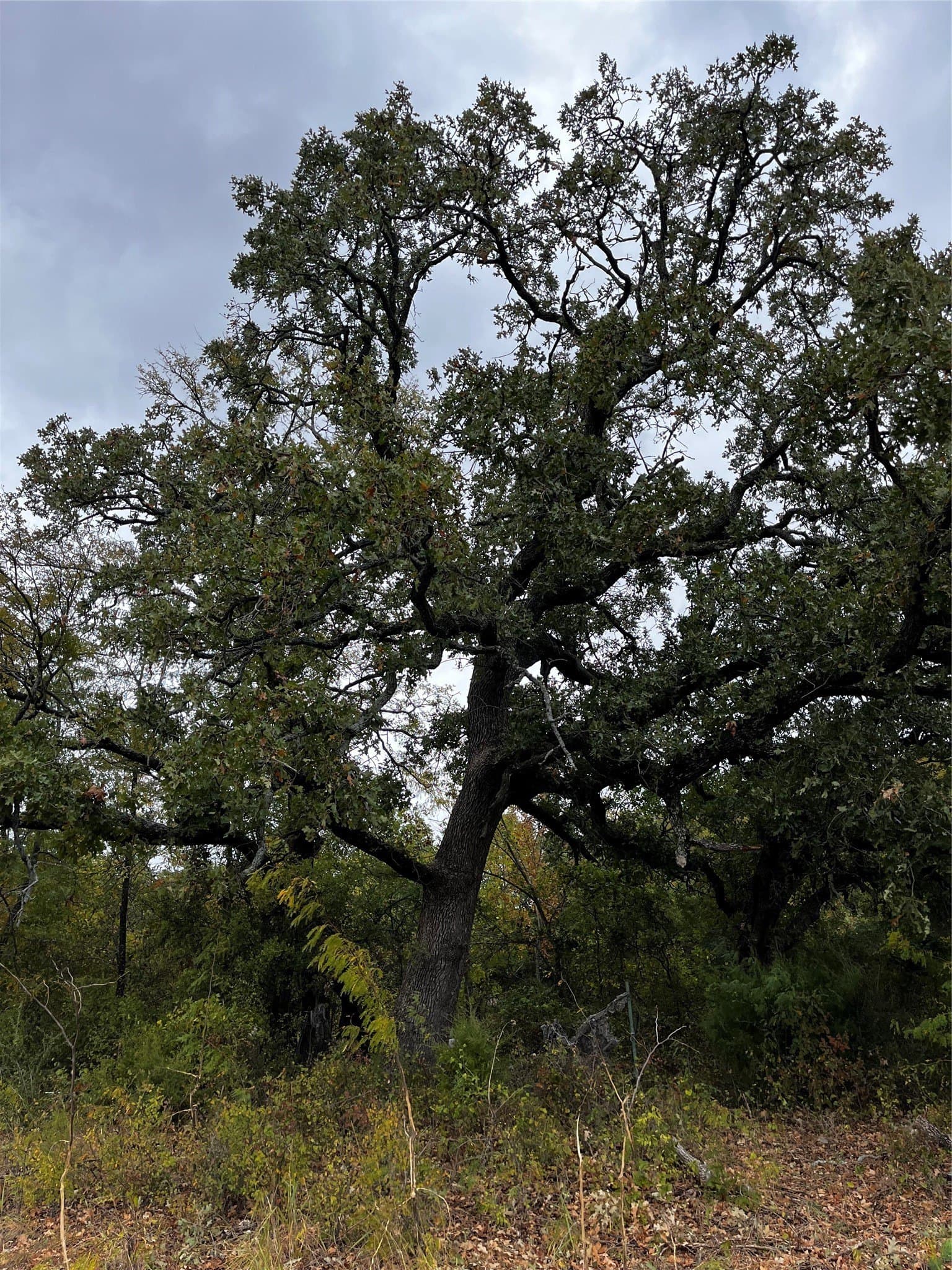 17.8 acres in Parker County - photo 12