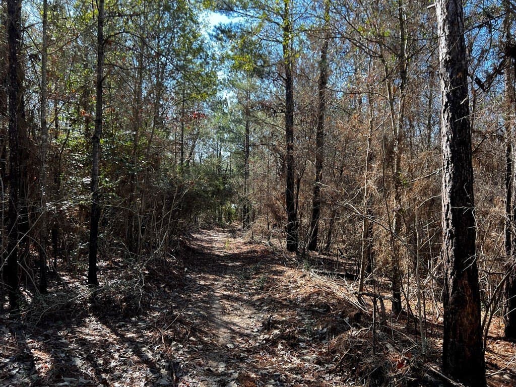 5.07 acres in Texas County gallery image 2