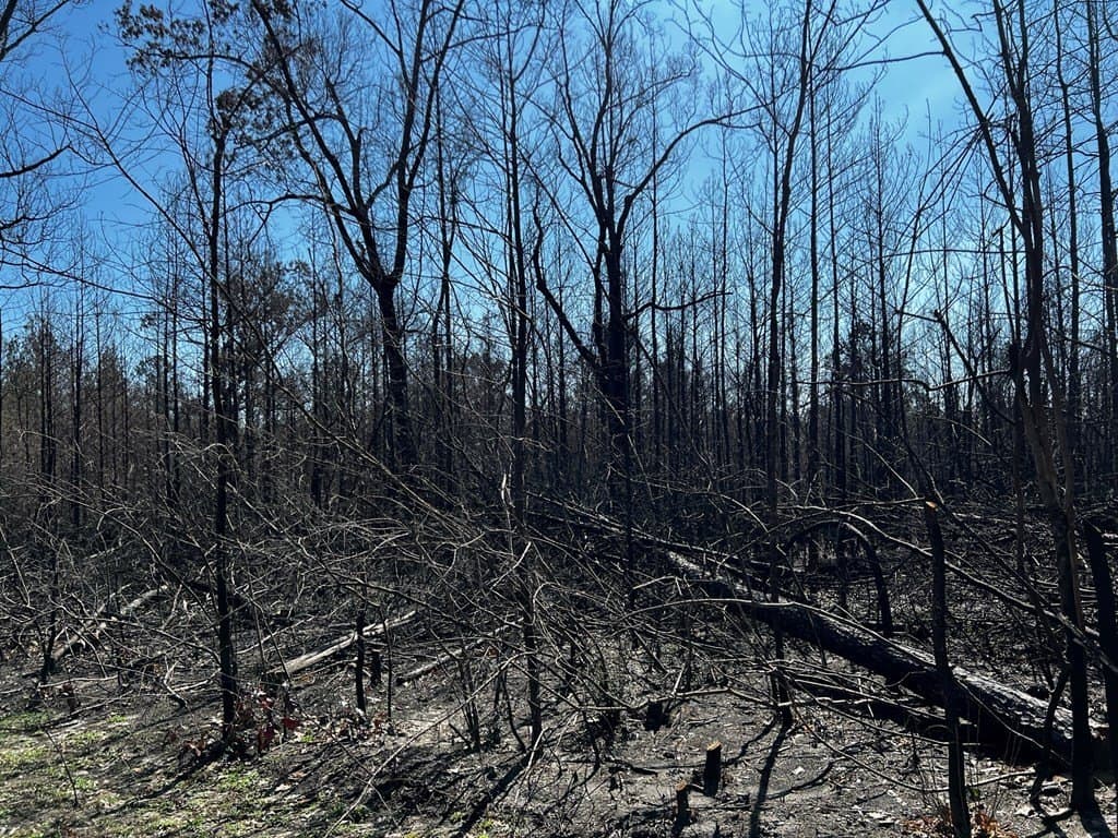 5.07 acres in Texas County gallery image 4