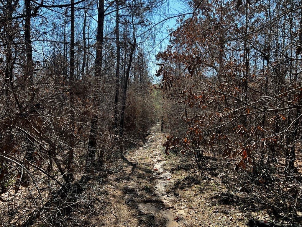 5.07 acres in Texas County gallery image 3