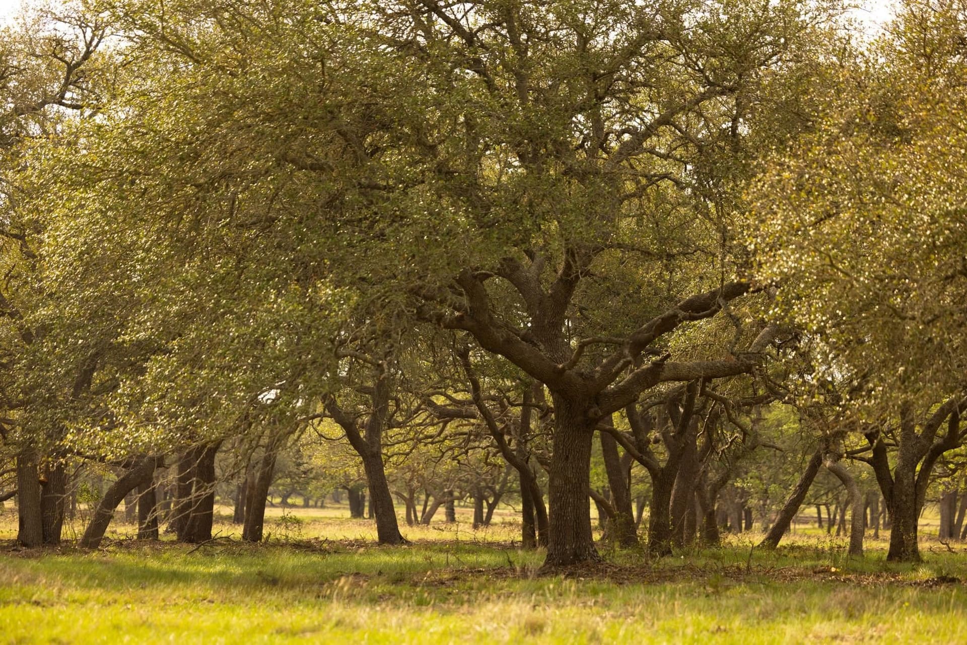 10.07 acres in Hays County gallery image 4