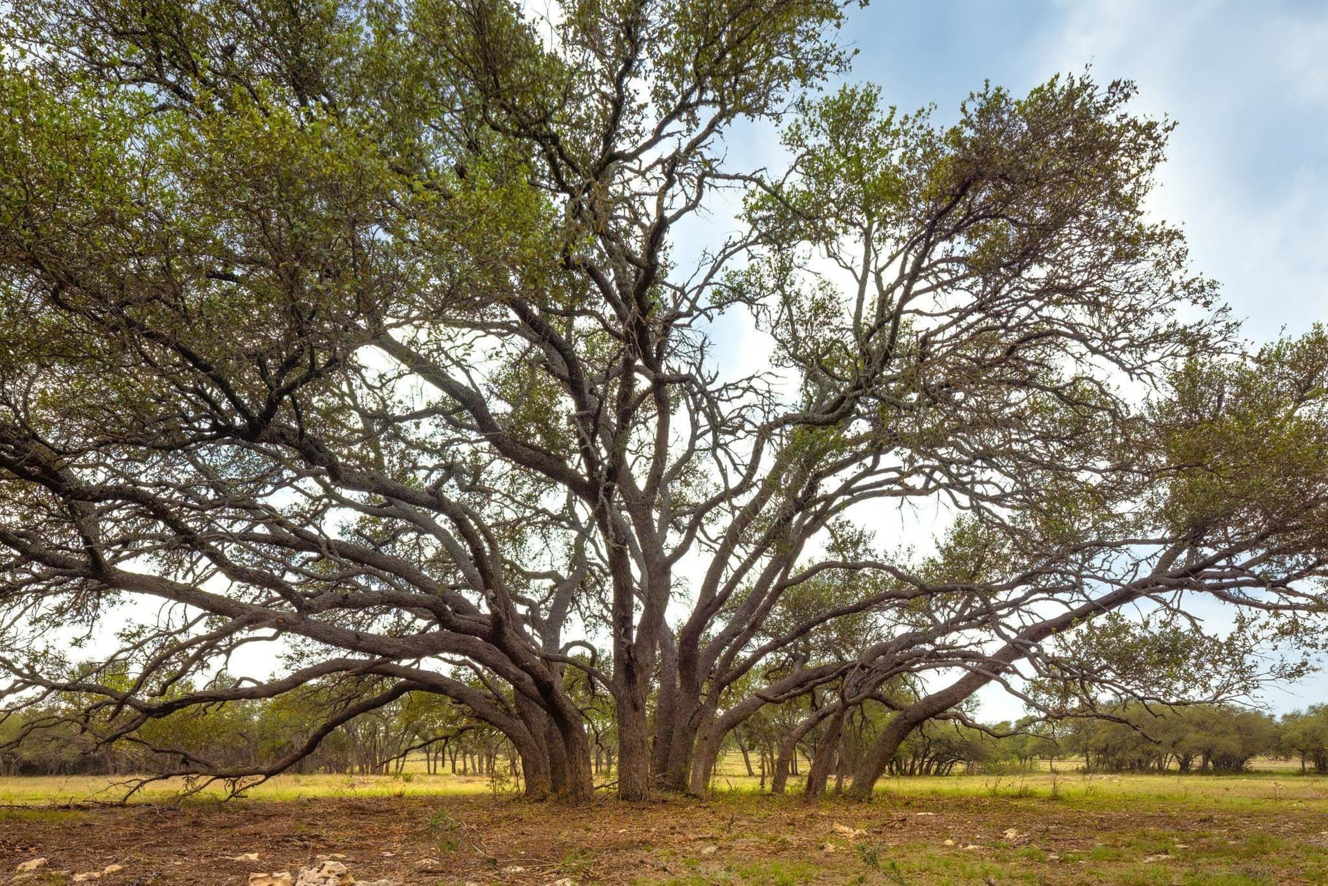 10.07 acres in Hays County - photo 12