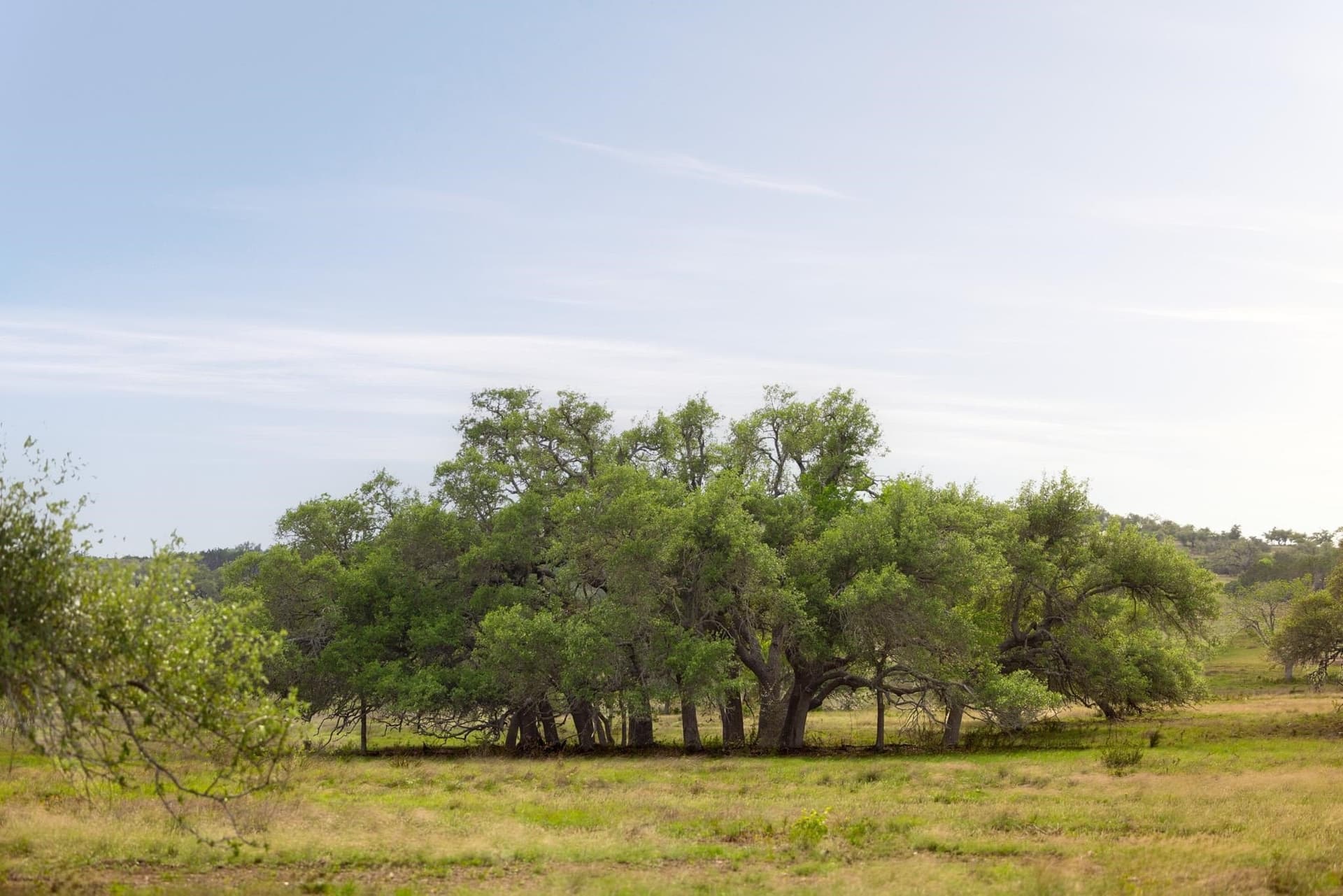 10.07 acres in Hays County - photo 9