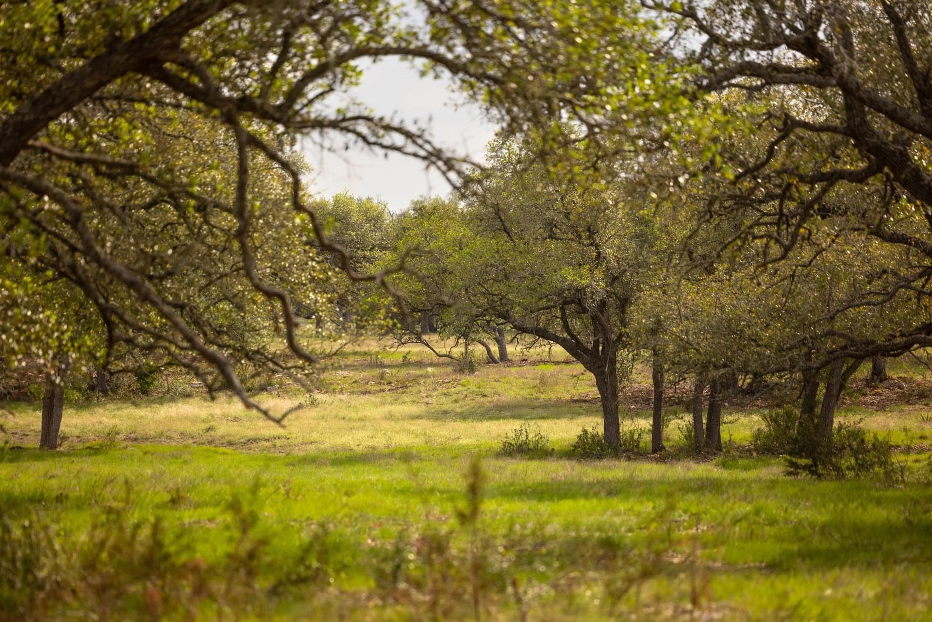 10.07 acres in Hays County - photo 11