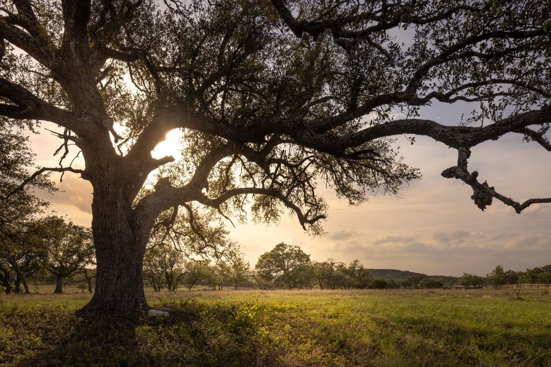 10.07 acres in Hays County gallery image 3