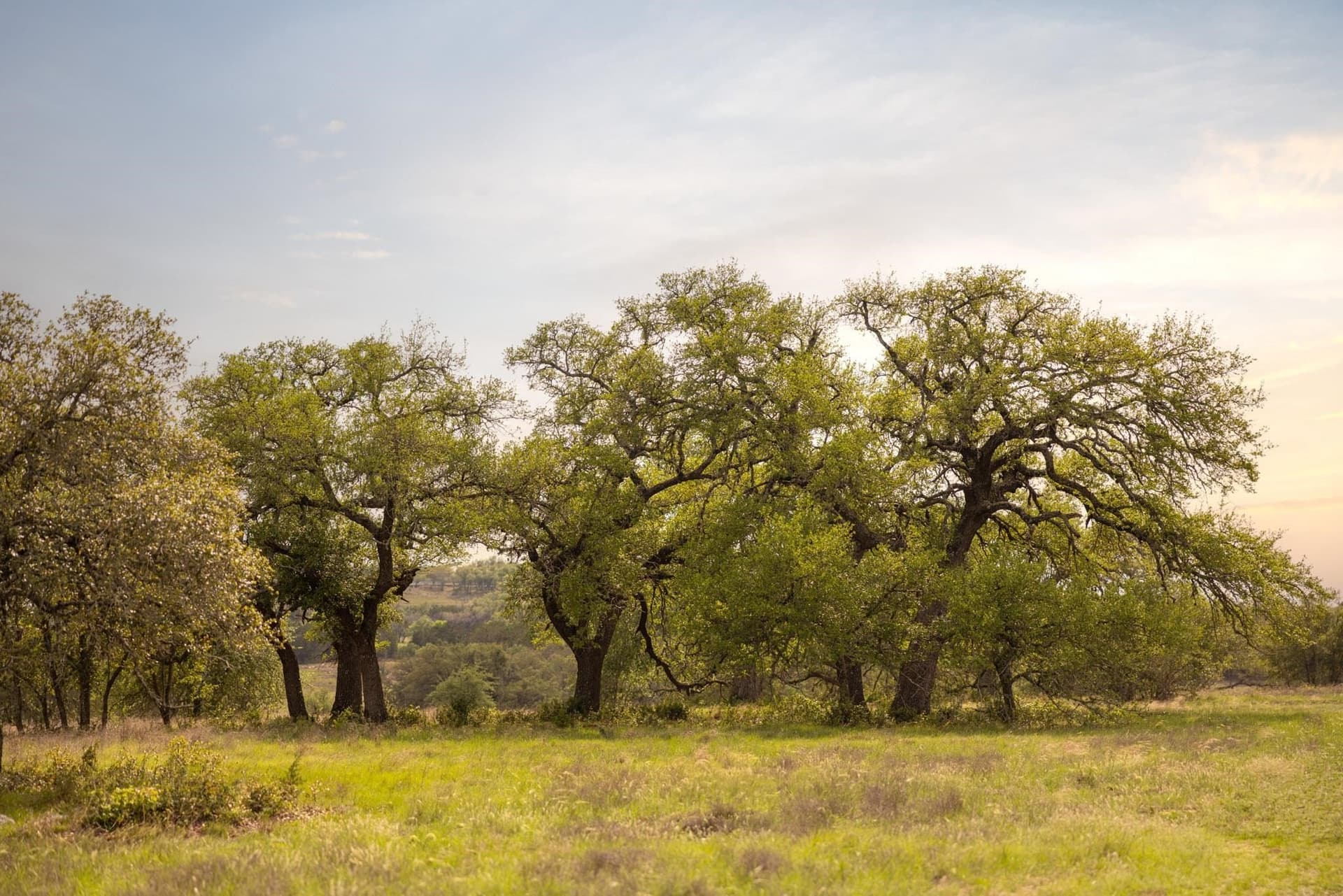 10.07 acres in Hays County - photo 7